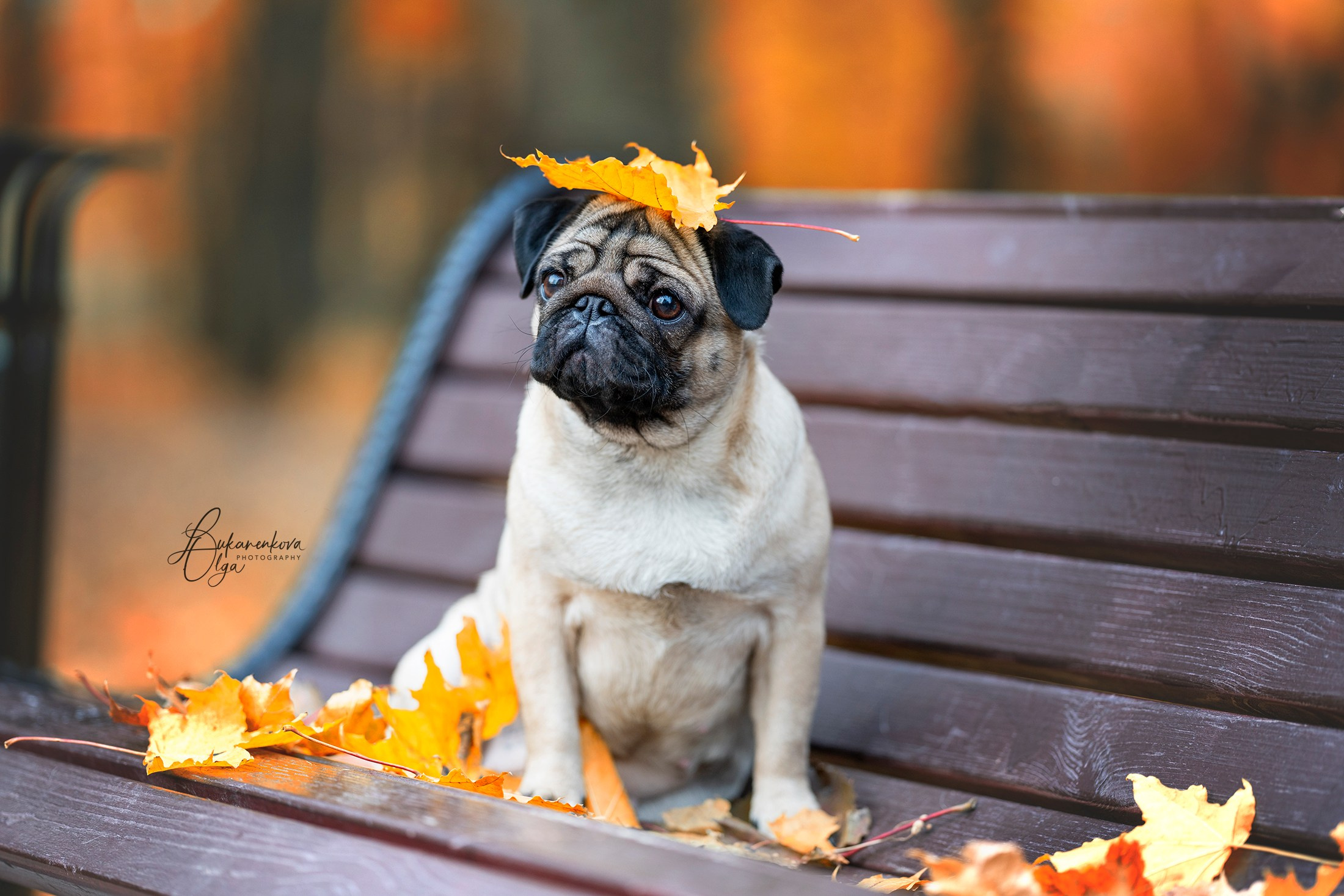 Дубки. Фотограф анималист Ольга Луканенкова в Москве