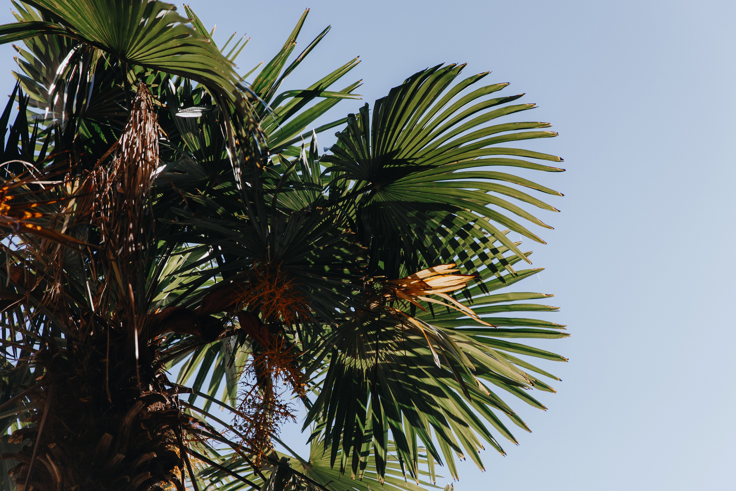 Саша и Саша. Свадебный фотограф и видеограф Когай Дмитрий и Юлия