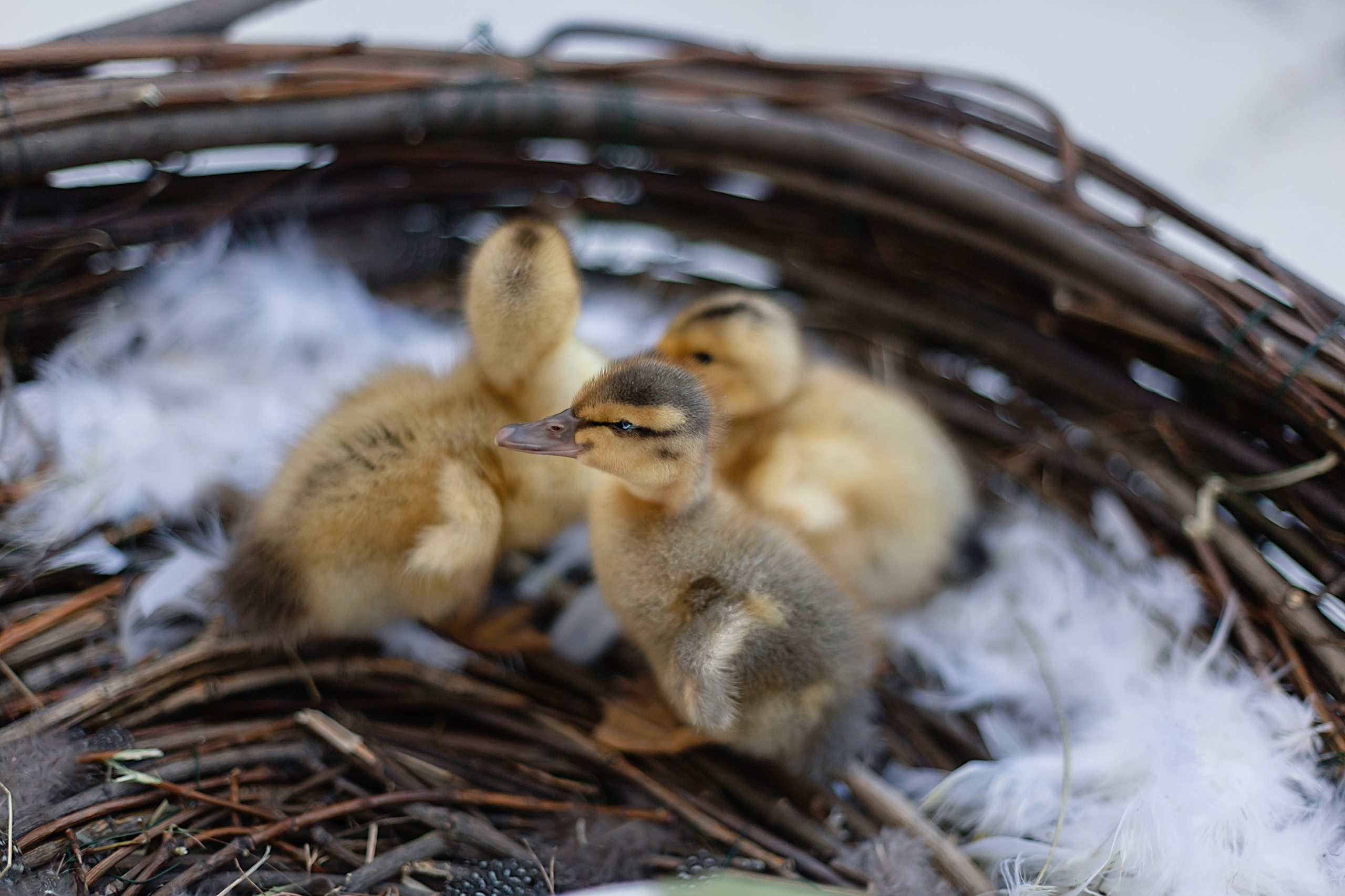 С утятами🐤. Семейный фотограф в Санкт-Петербурге