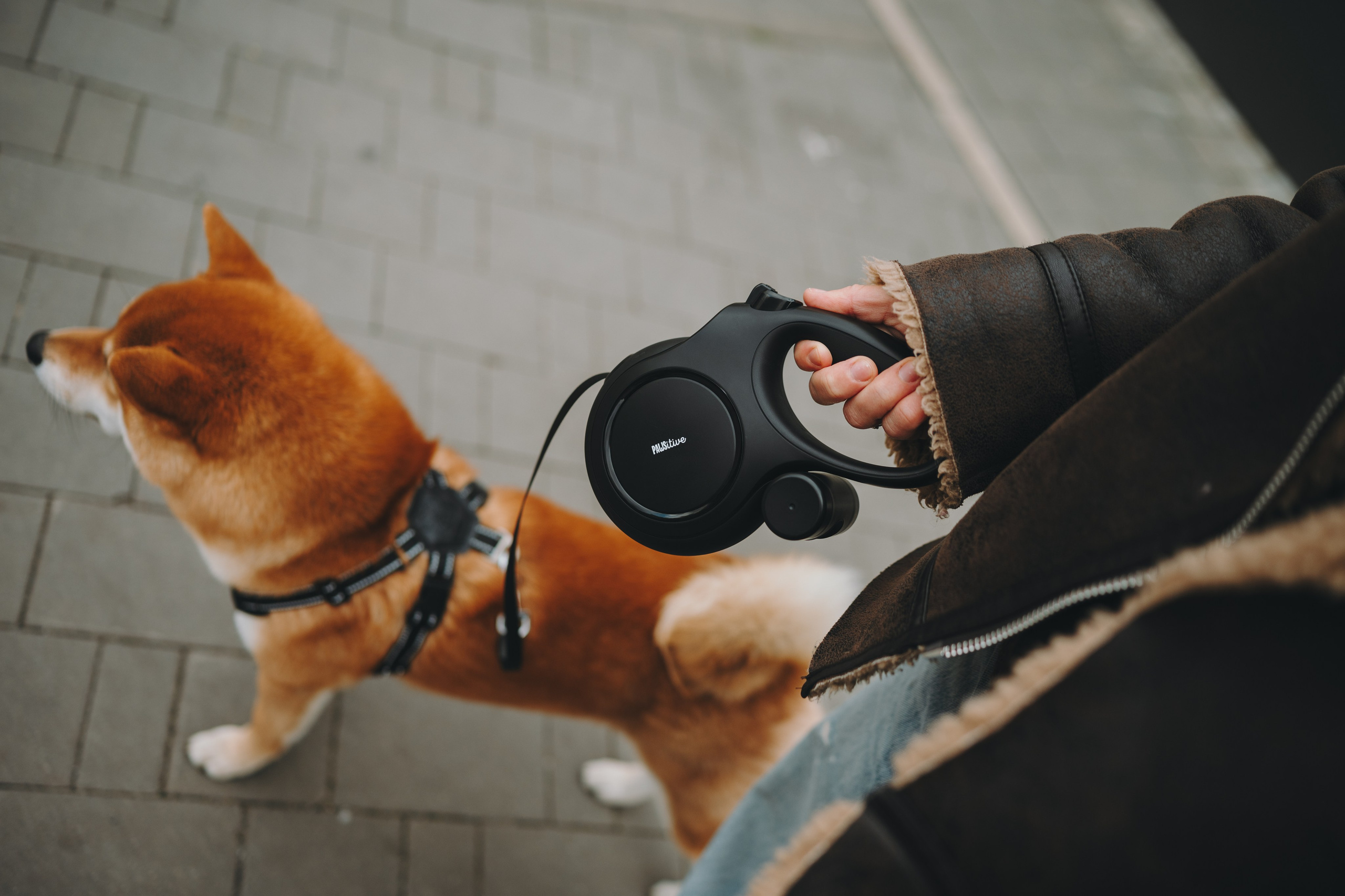 Pawsitive. Семейный фотограф анималист Ананьева Мария — Москва