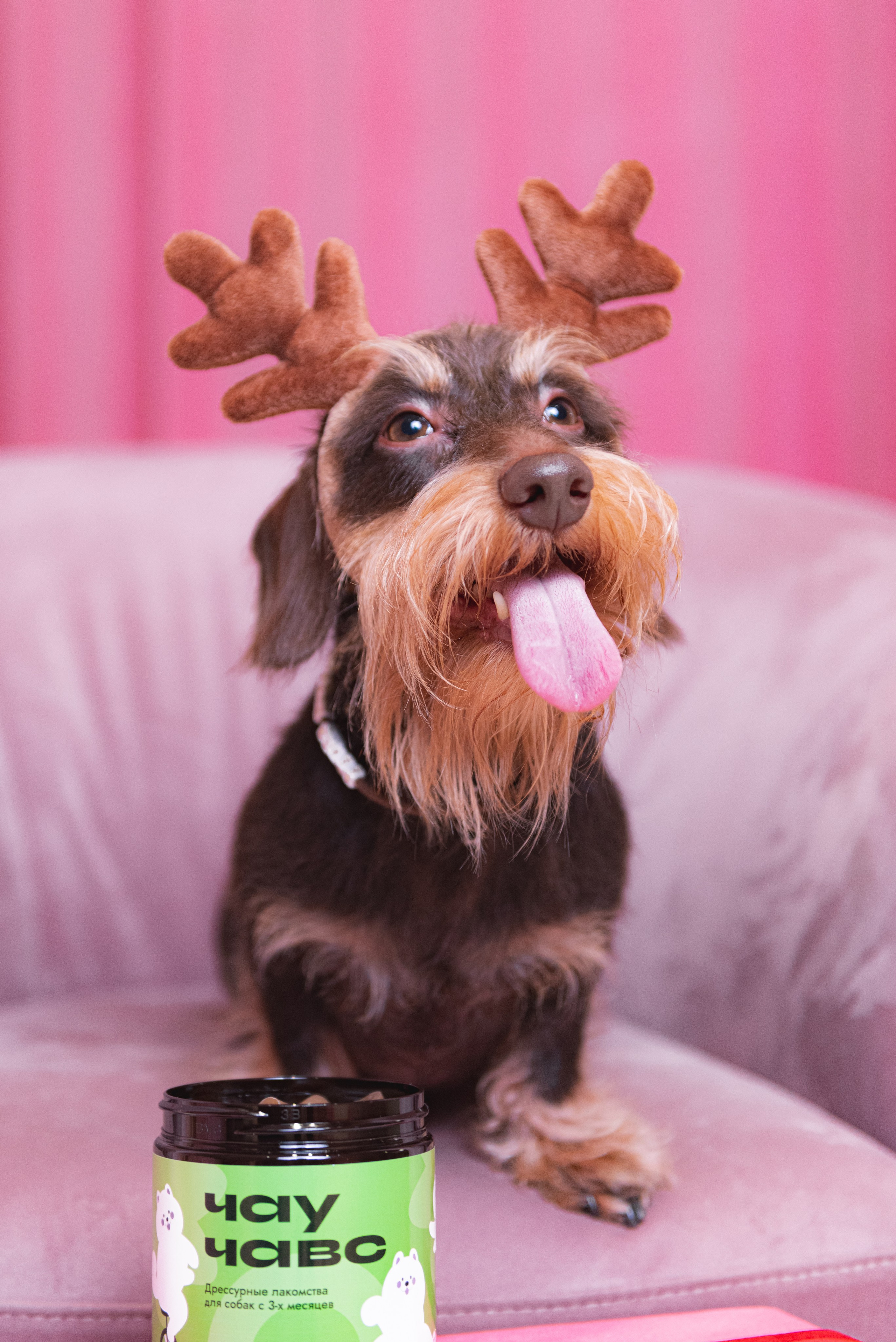 Чау Чавс. Фотограф в Москве Daria Lens