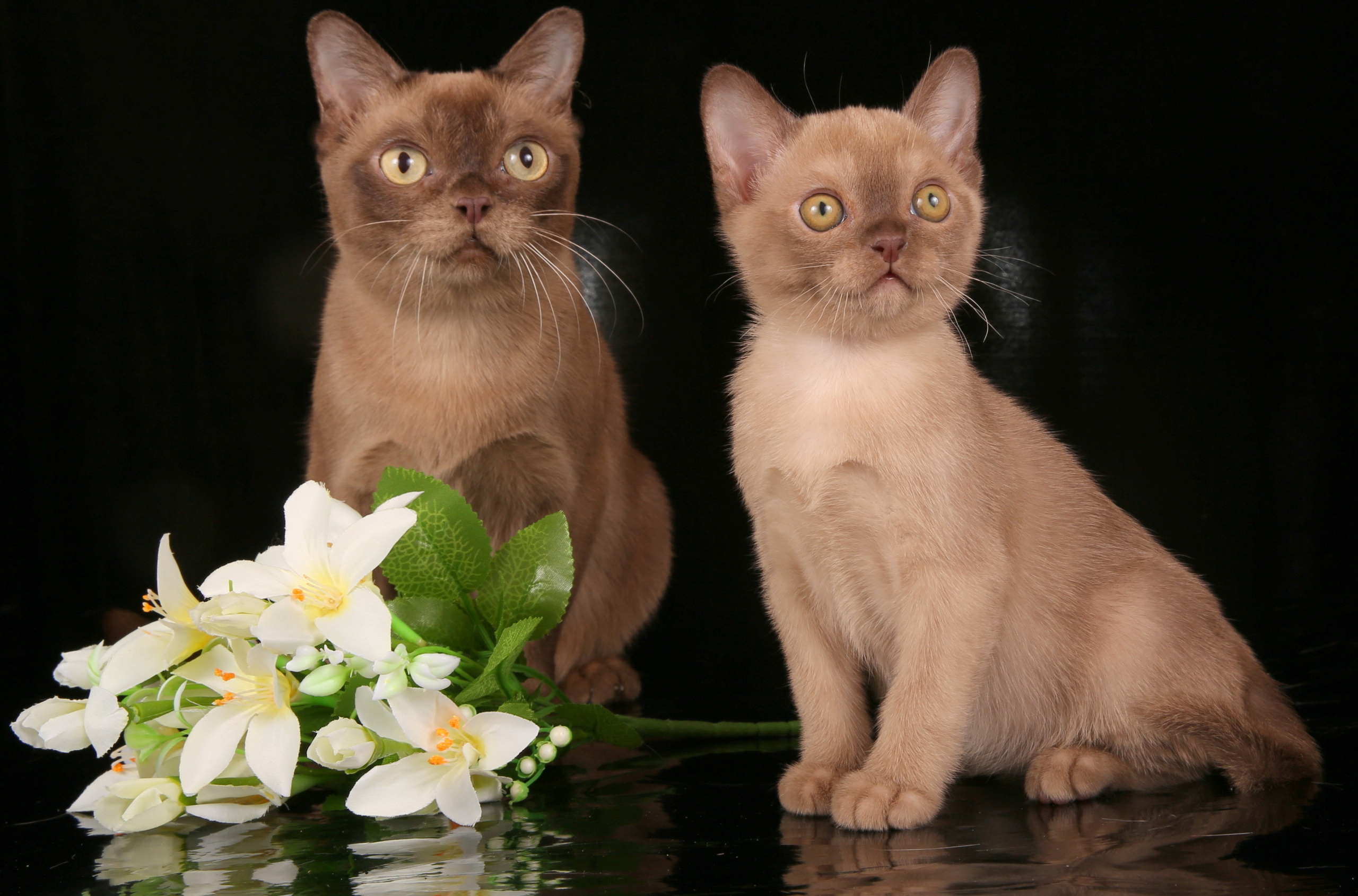 Котёнок американской бурмы. Las Burmas — питомник американской бурмы традиционных линий