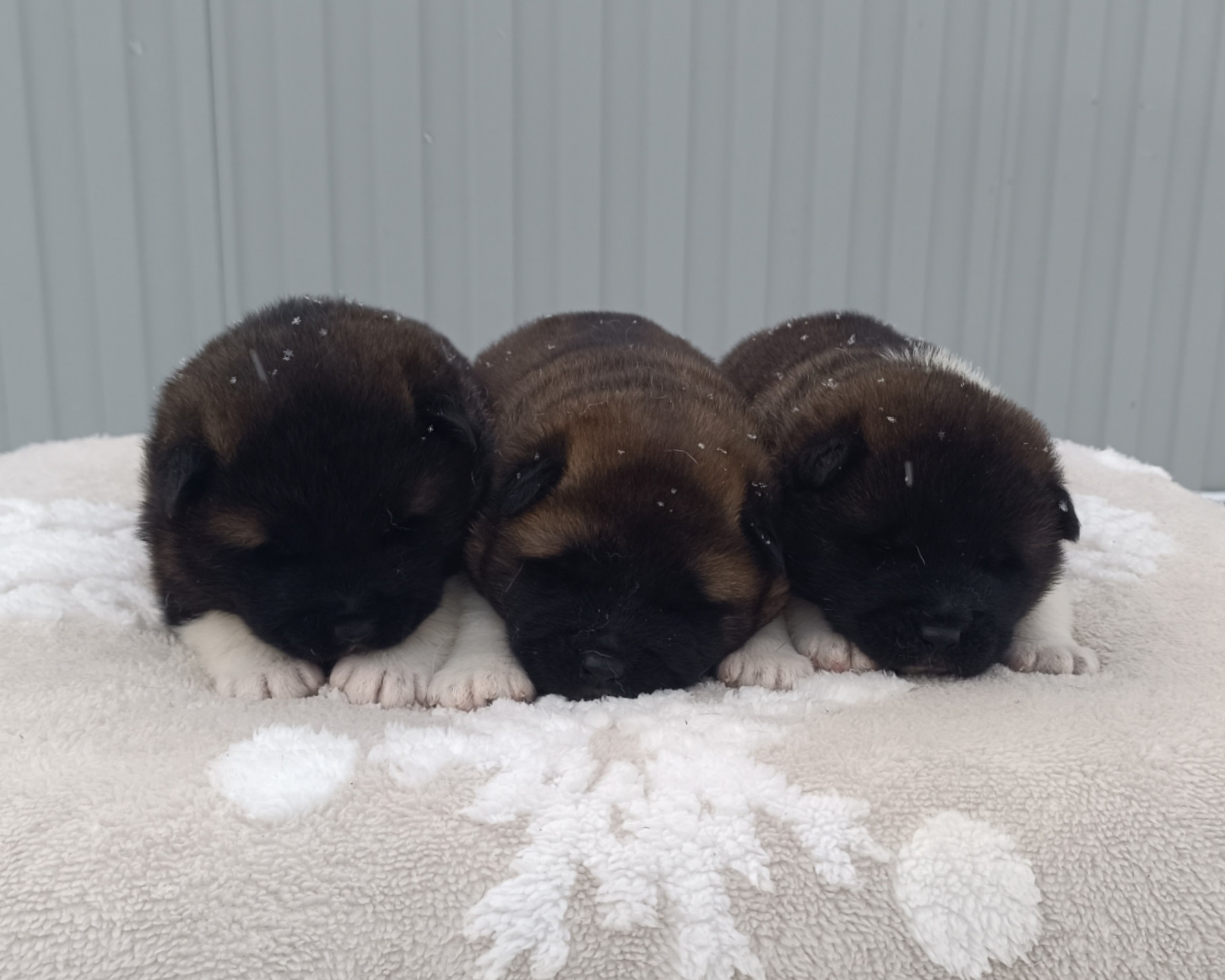 Американская акита  щенки питомник Санкт-Петербург клубные щенки Американская акита питомник RUBYLIGHT Рубилайт купить щенка американской акиты