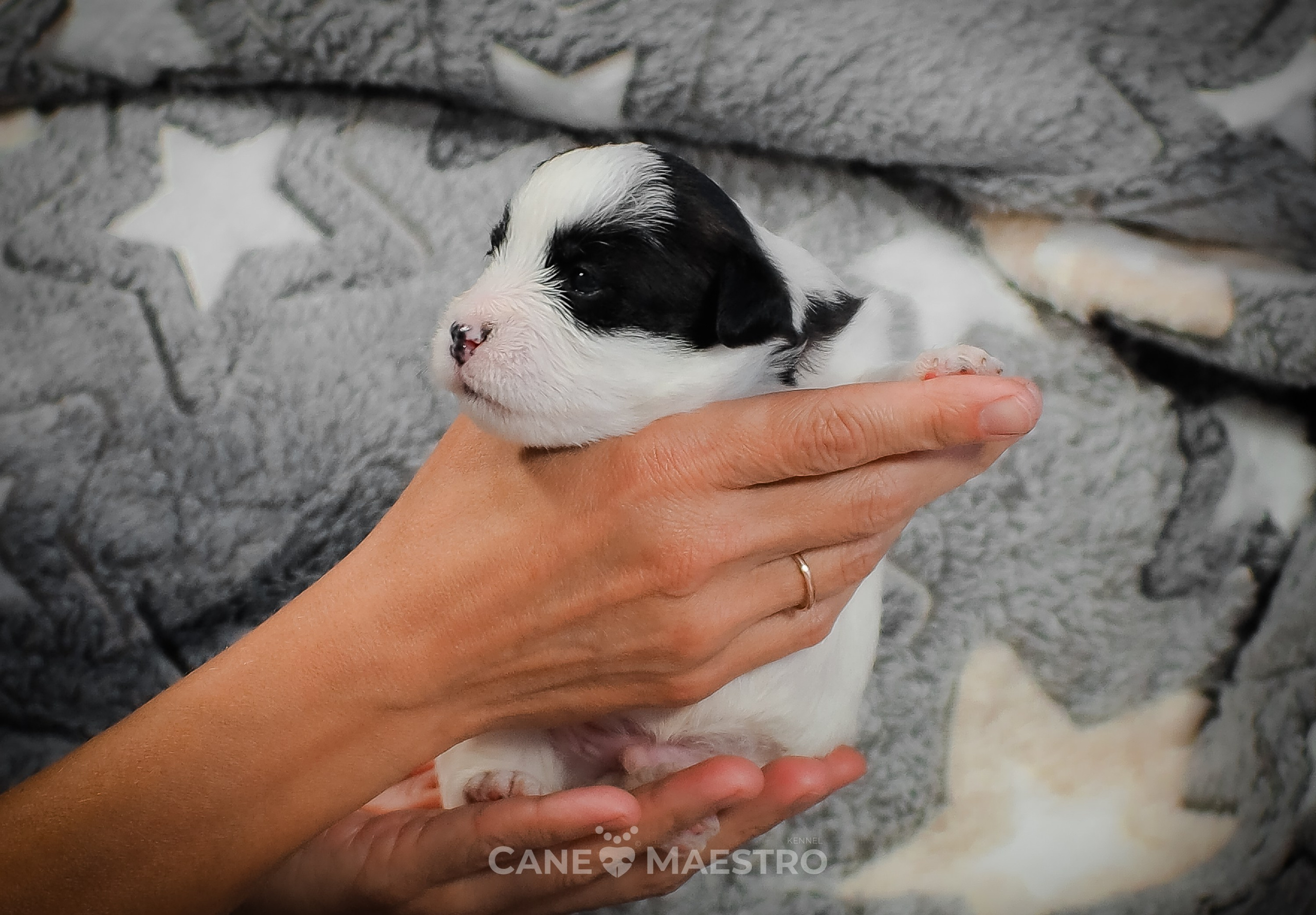 КОБZ_4_ЧБ_27_08_25. CANE MAESTRO — kennel Jack Russell Terrier
