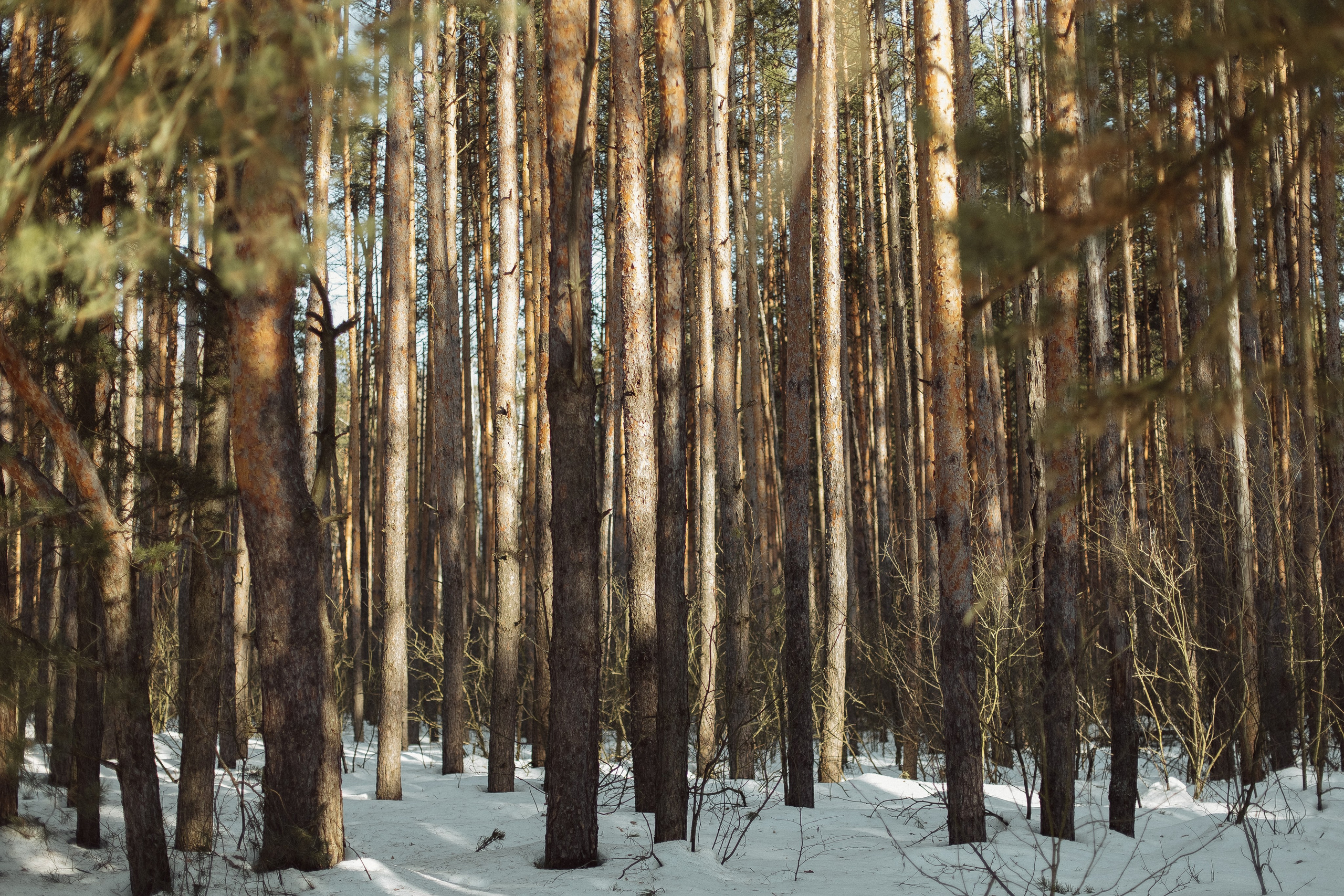 Экопарк ПОЛЯНЫ. Главная