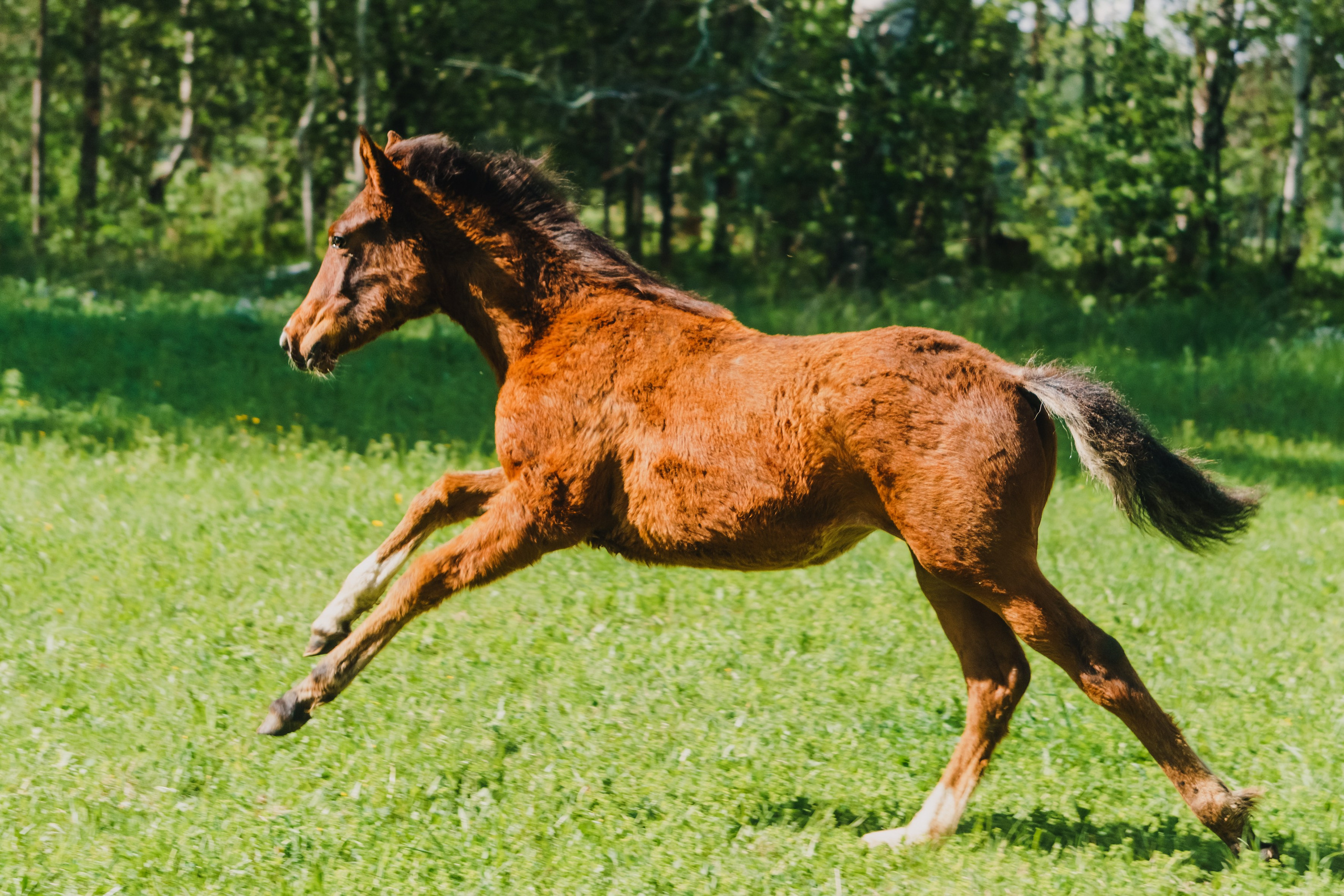 Life with horse. Saamill