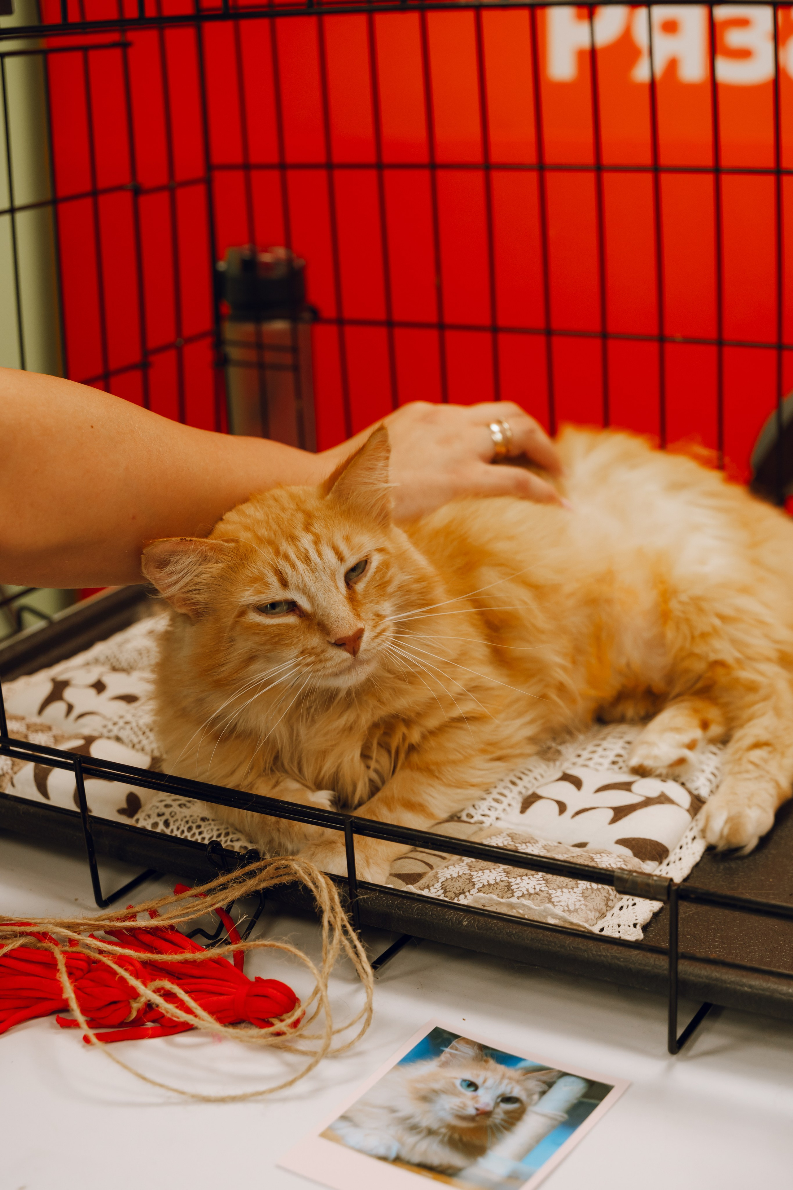 День молодежи в Доме молодежи 2025. Фотограф Надежда Погребняк | Рязань | Москва