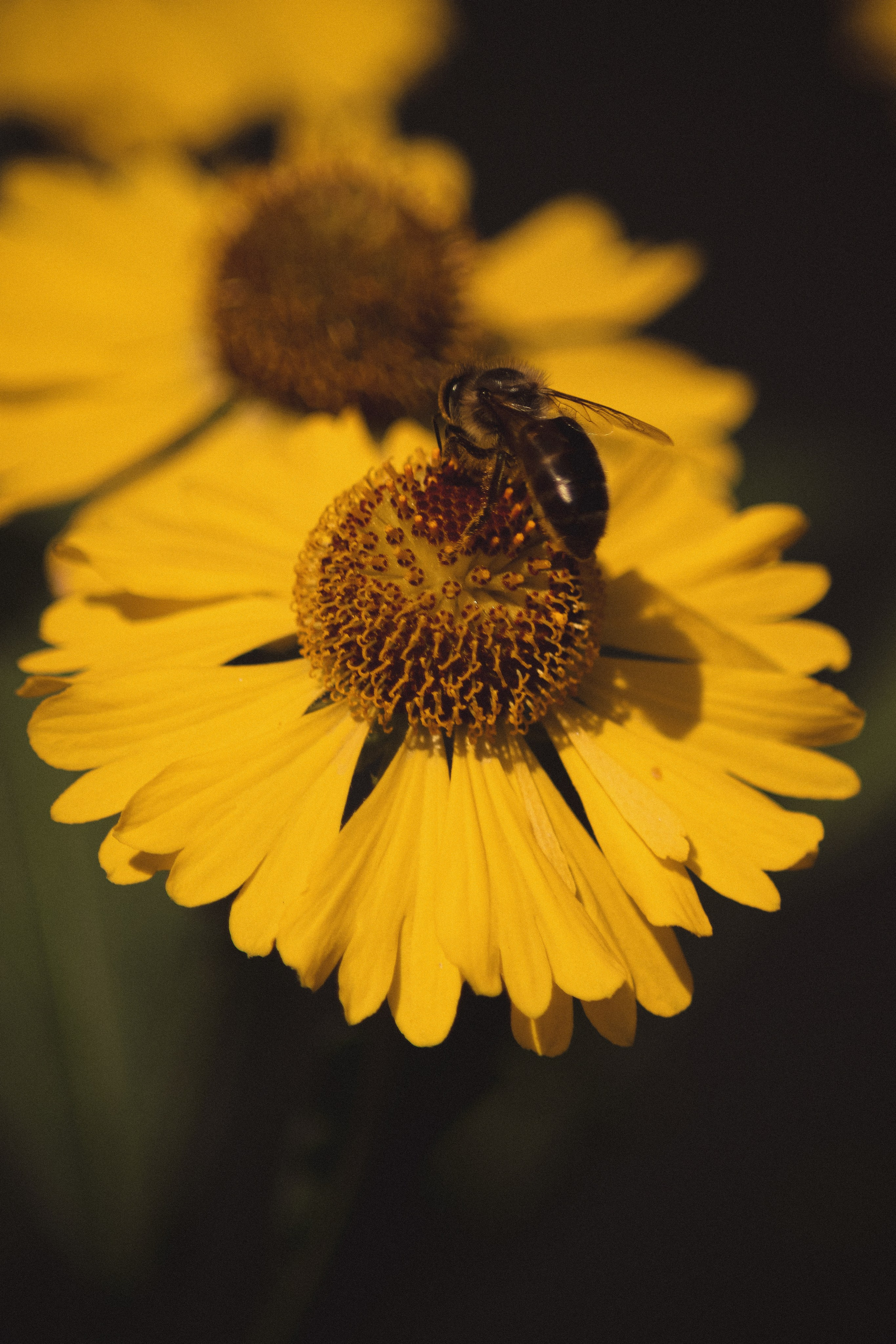 Р А С Т Е Н И Я. — Digital Noise —