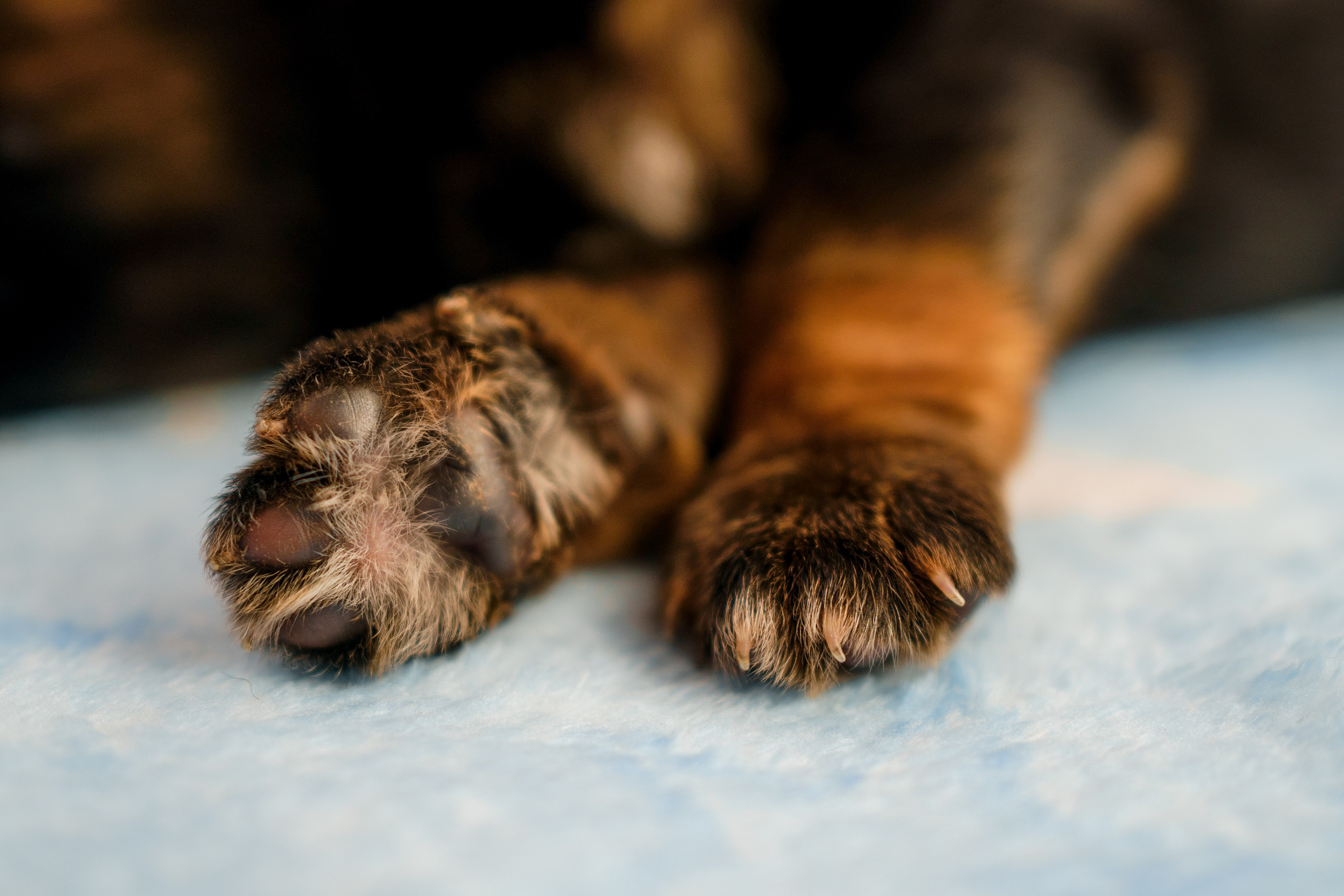 Новорожденные немецкие овчарки. Фотограф-анималист Анастасия Большакова