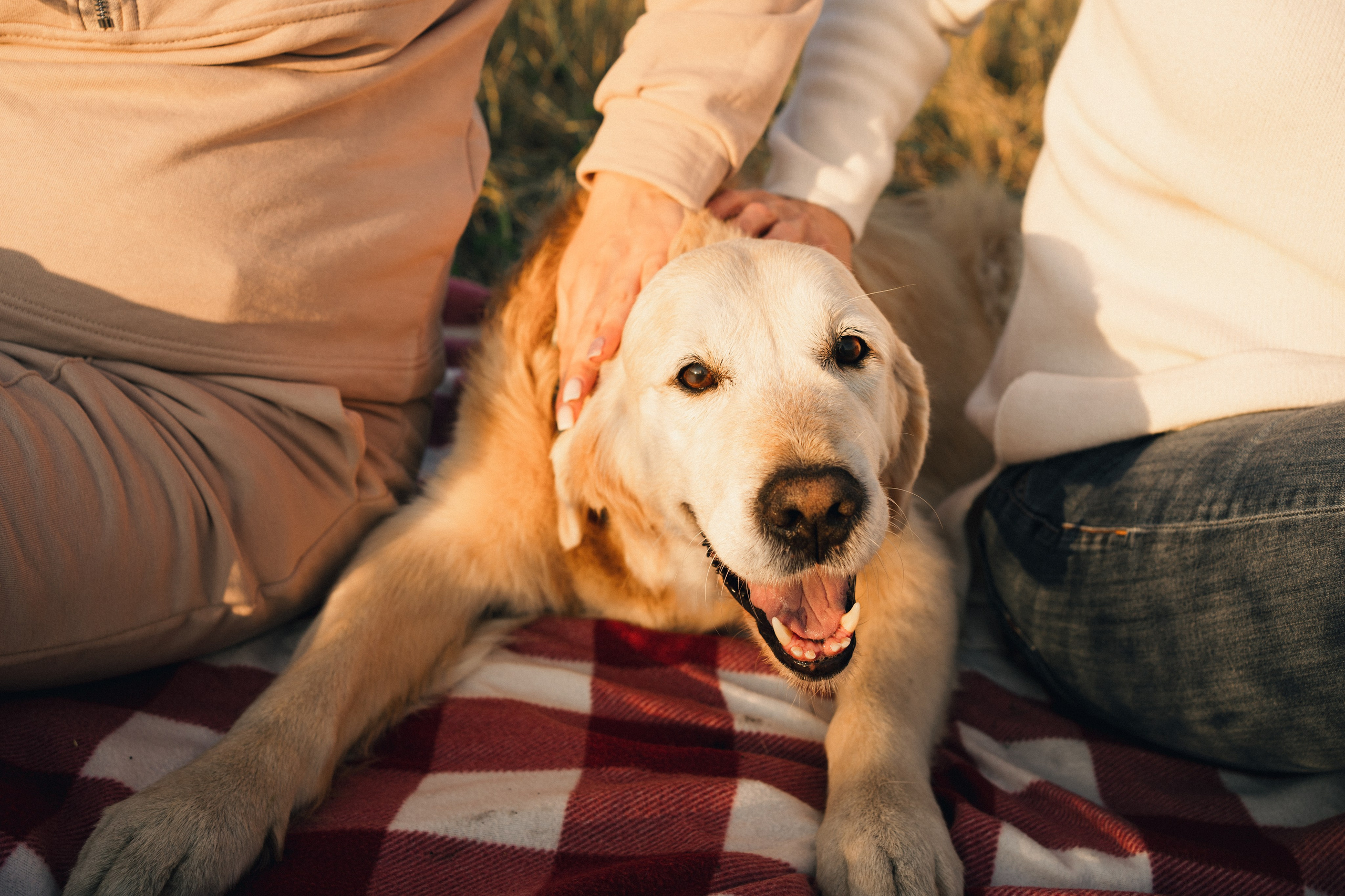 Дарья, Люба и Ред. Фотограф-анималист Анастасия Большакова