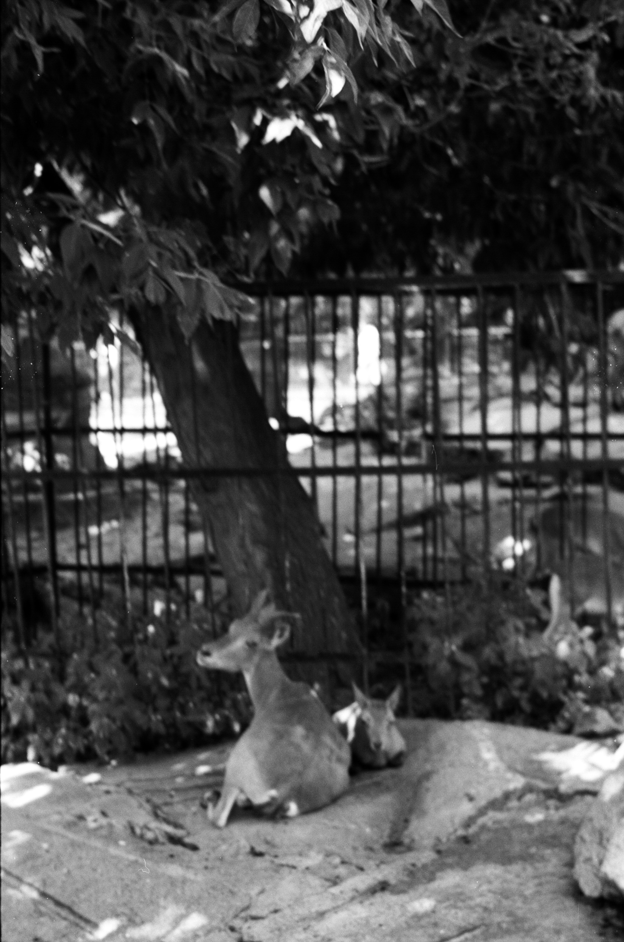 Альбом пленочных ЧБ-фото. Репортажный и семейный фотограф — Шелихов Сергей