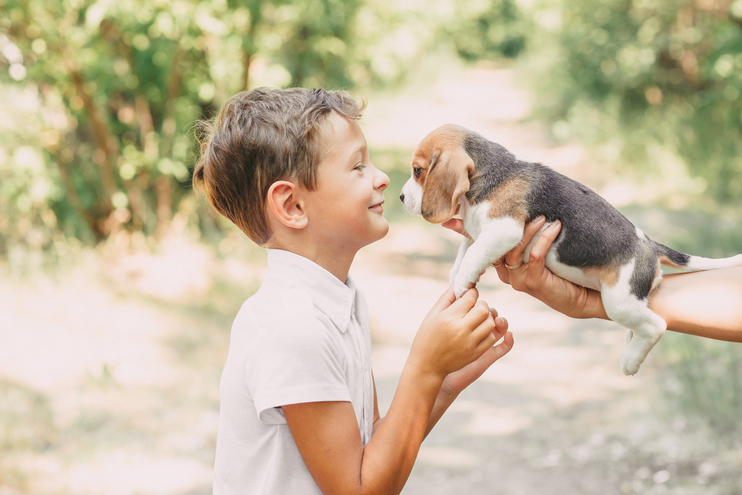 Фотопроектсо щенками Бигли. Свадебный, семейный фотограф в Дзержинске, Нижнем Новгороде Наталья Хр