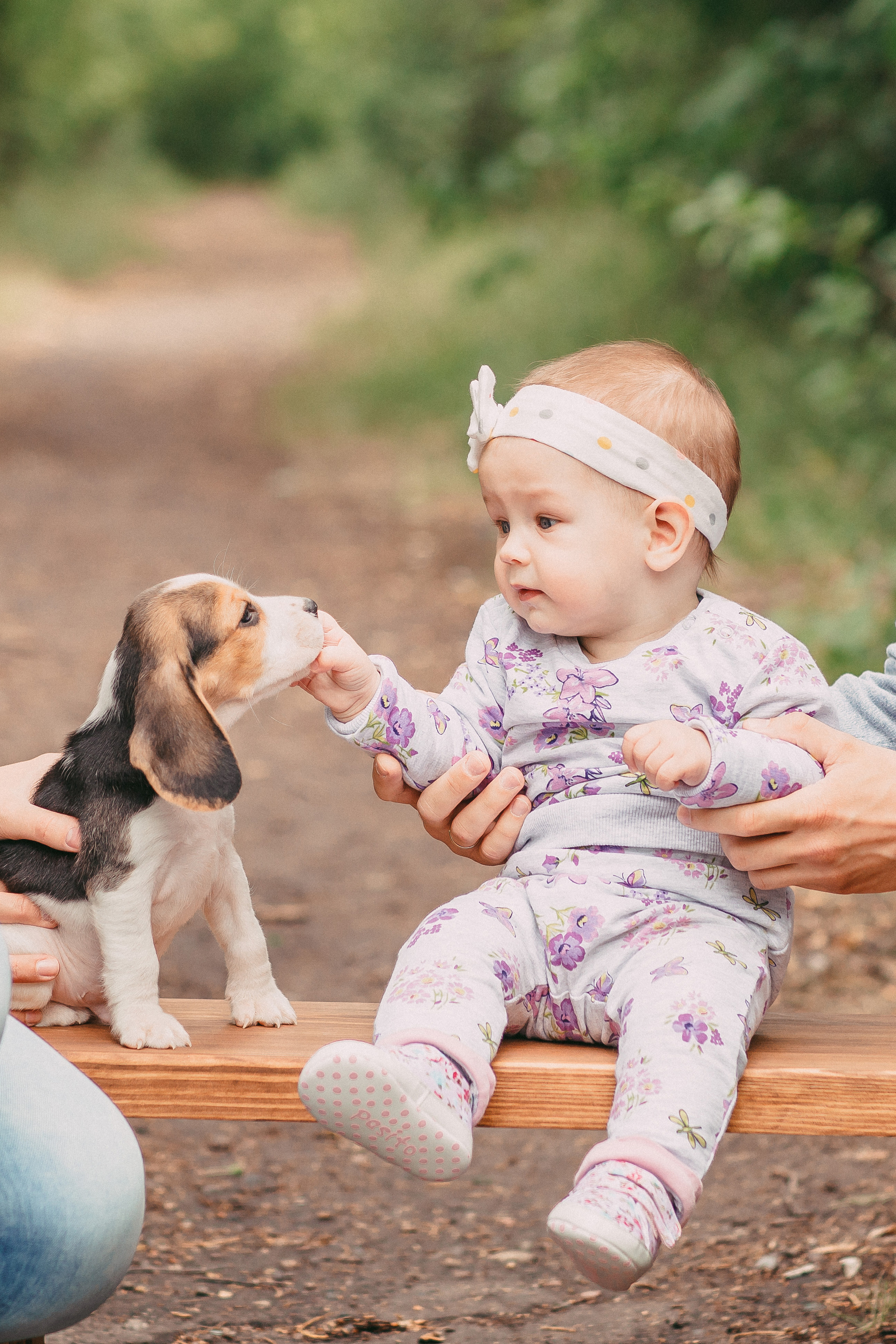 Фотопроектсо щенками Бигли. Свадебный, семейный фотограф в Дзержинске, Нижнем Новгороде Наталья Хр