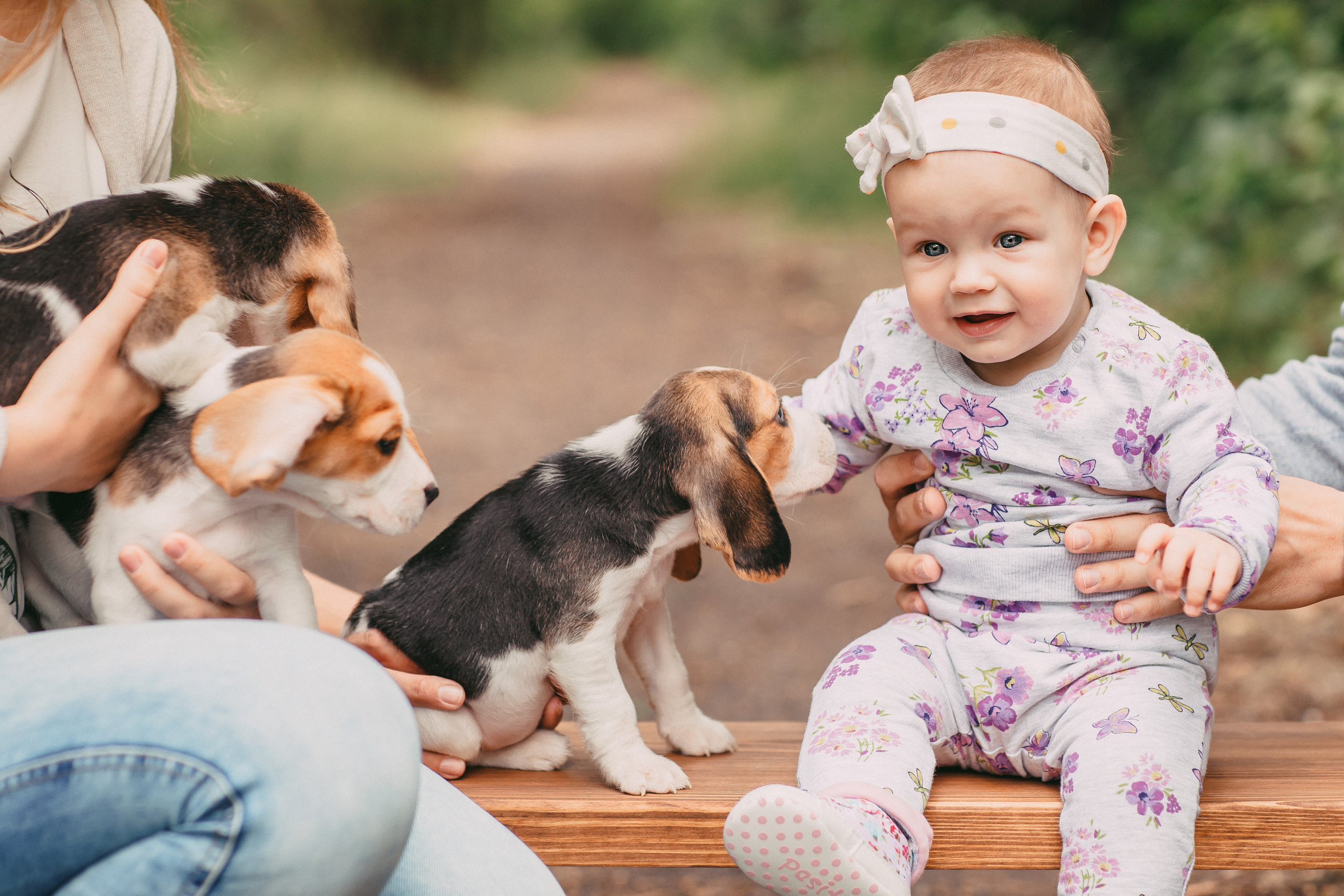 Фотопроектсо щенками Бигли. Свадебный, семейный фотограф в Дзержинске, Нижнем Новгороде Наталья Хр