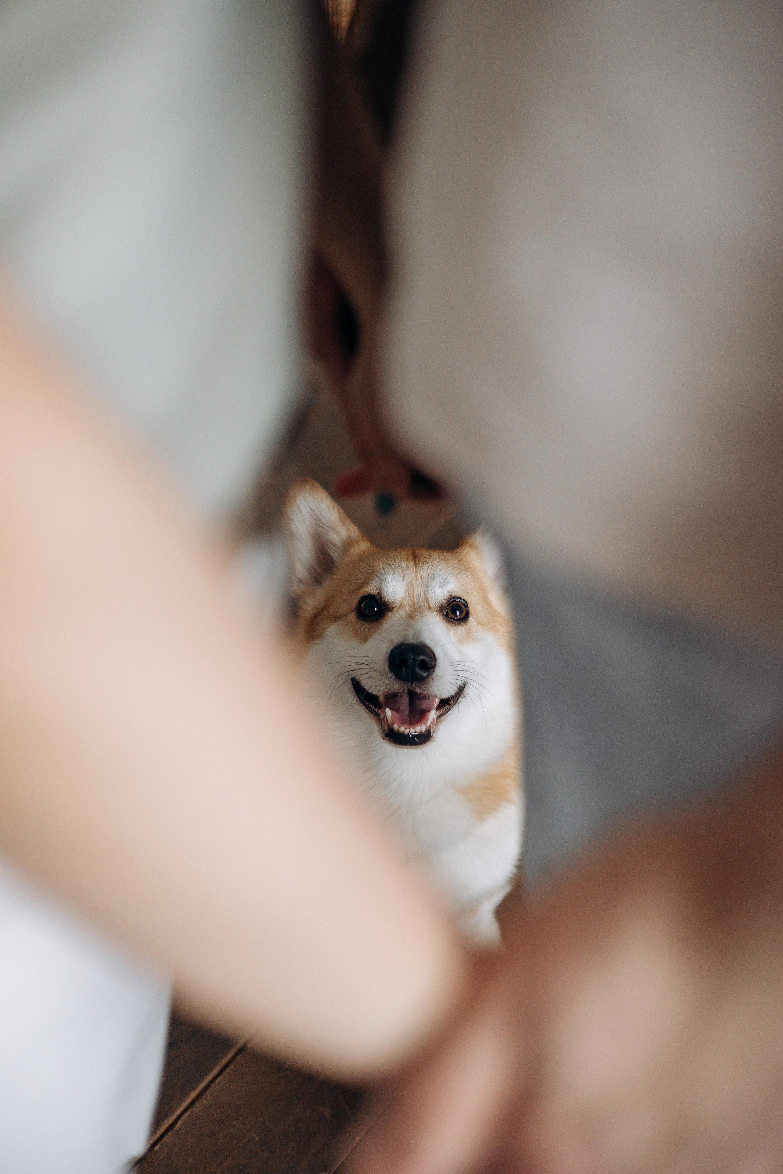 Ричи и его семья. Фотограф — Анималист | Санкт-Петербург