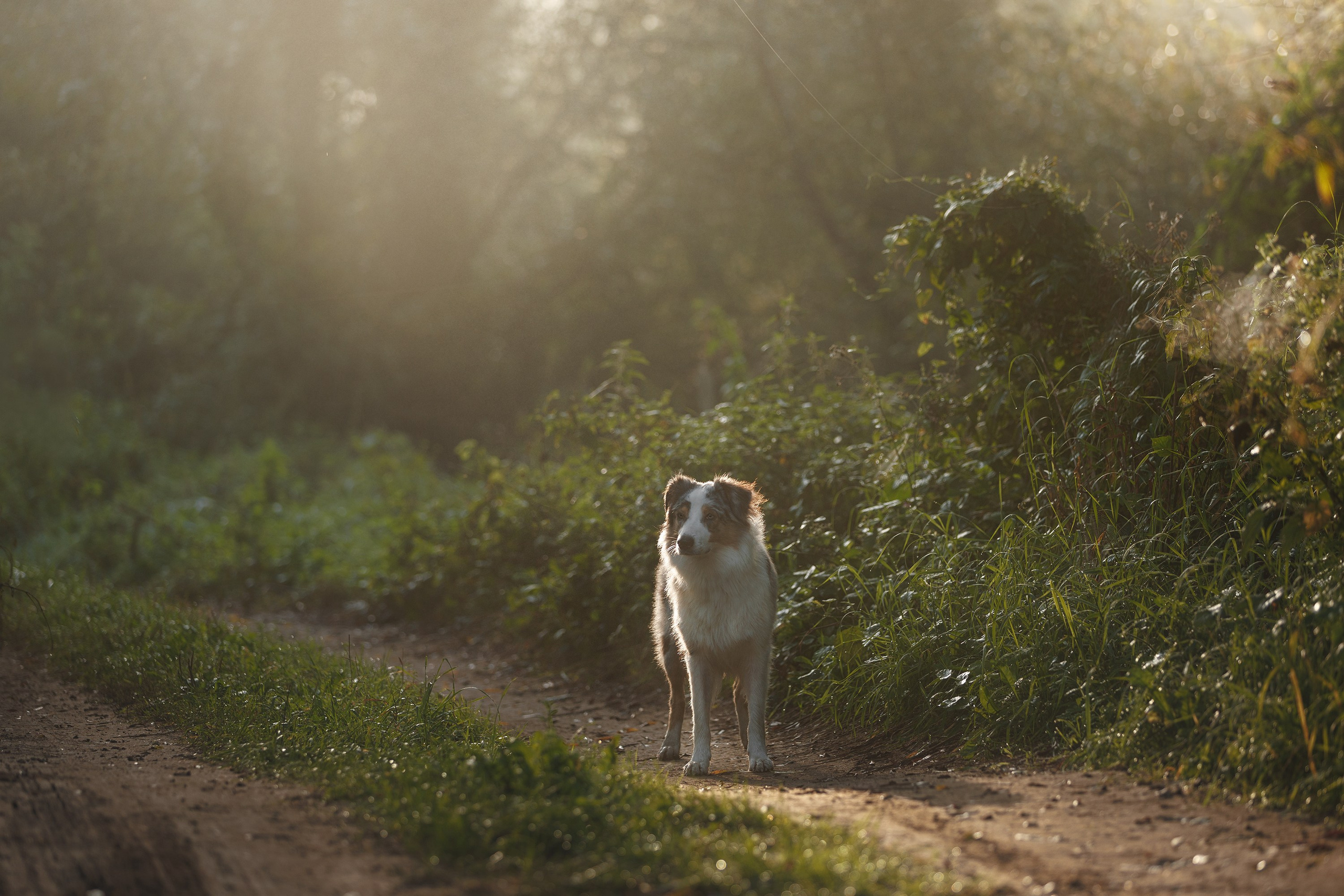 На природе и в городе. Фотограф-анималист в Калуге Мария Шерскова