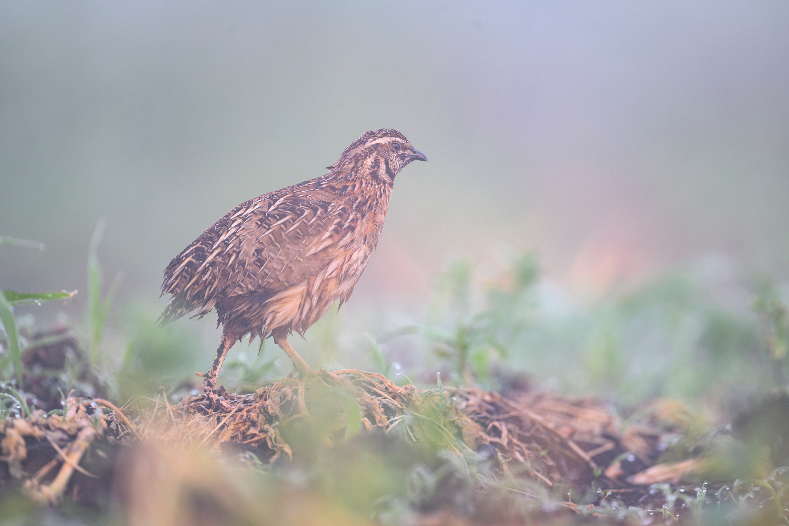 Перепела в тумане. Wildlife photography by Sergey Puponin