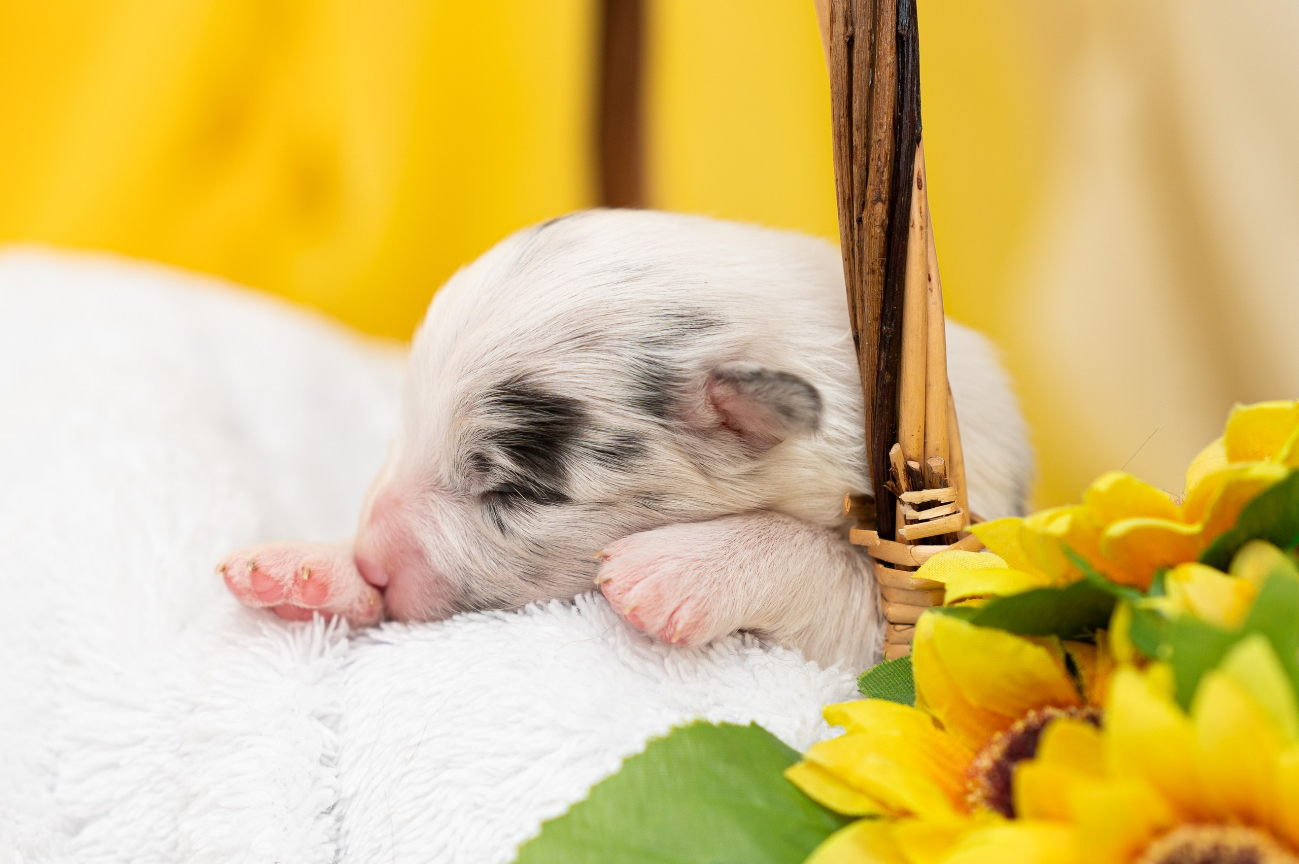 Заводчик Влада Эльман. Творческий фотограф Вологда