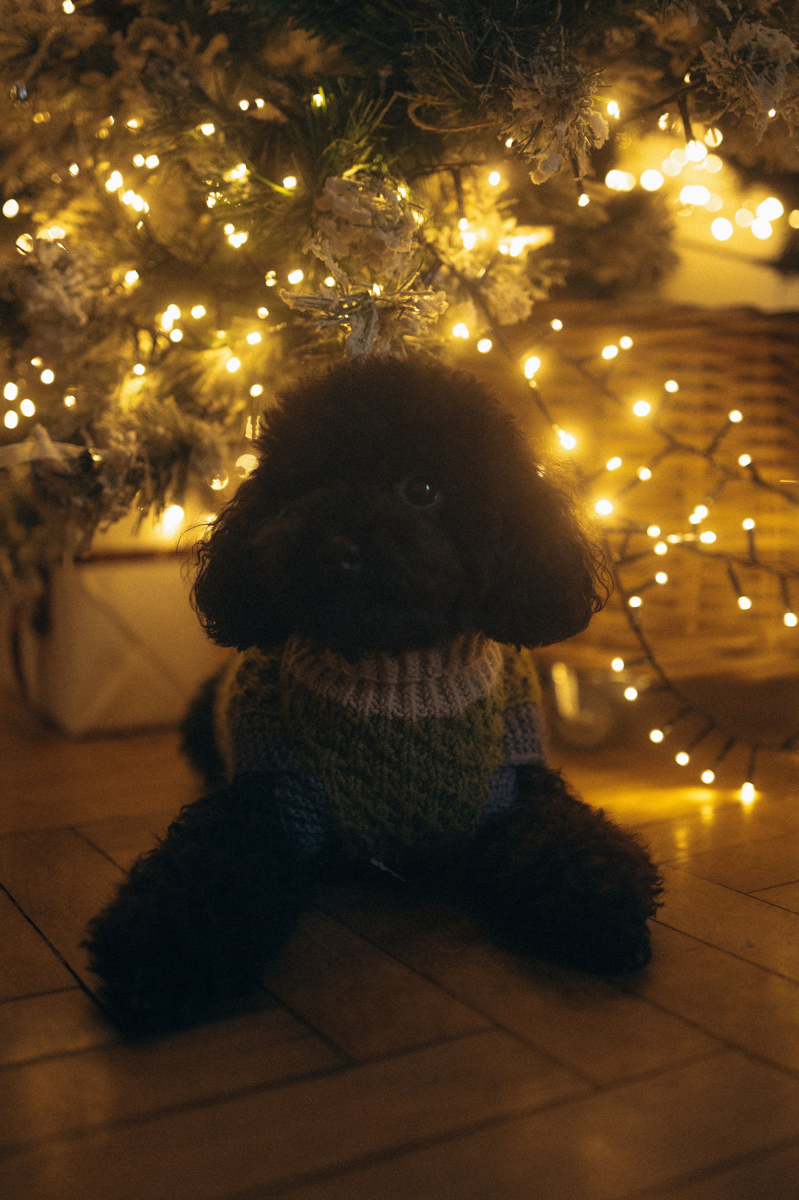 Полина и Мия. Фотораф — анималист Мария Шистка