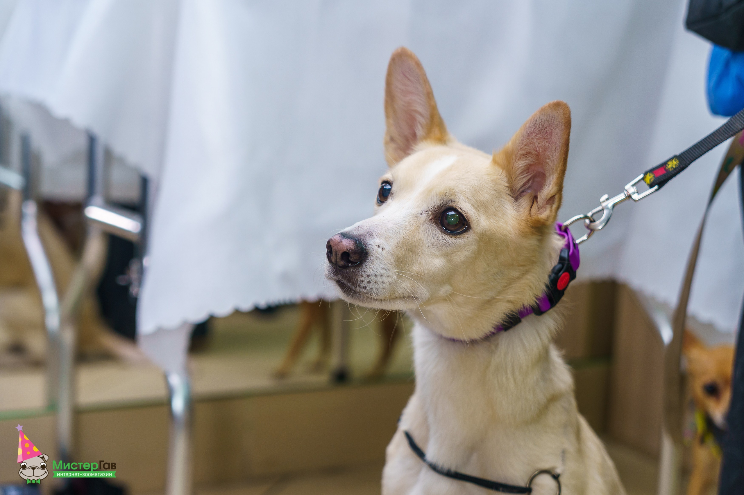 Мистер Гав -13 лет!. Фотограф Челябинск · Ольга Серебрякова