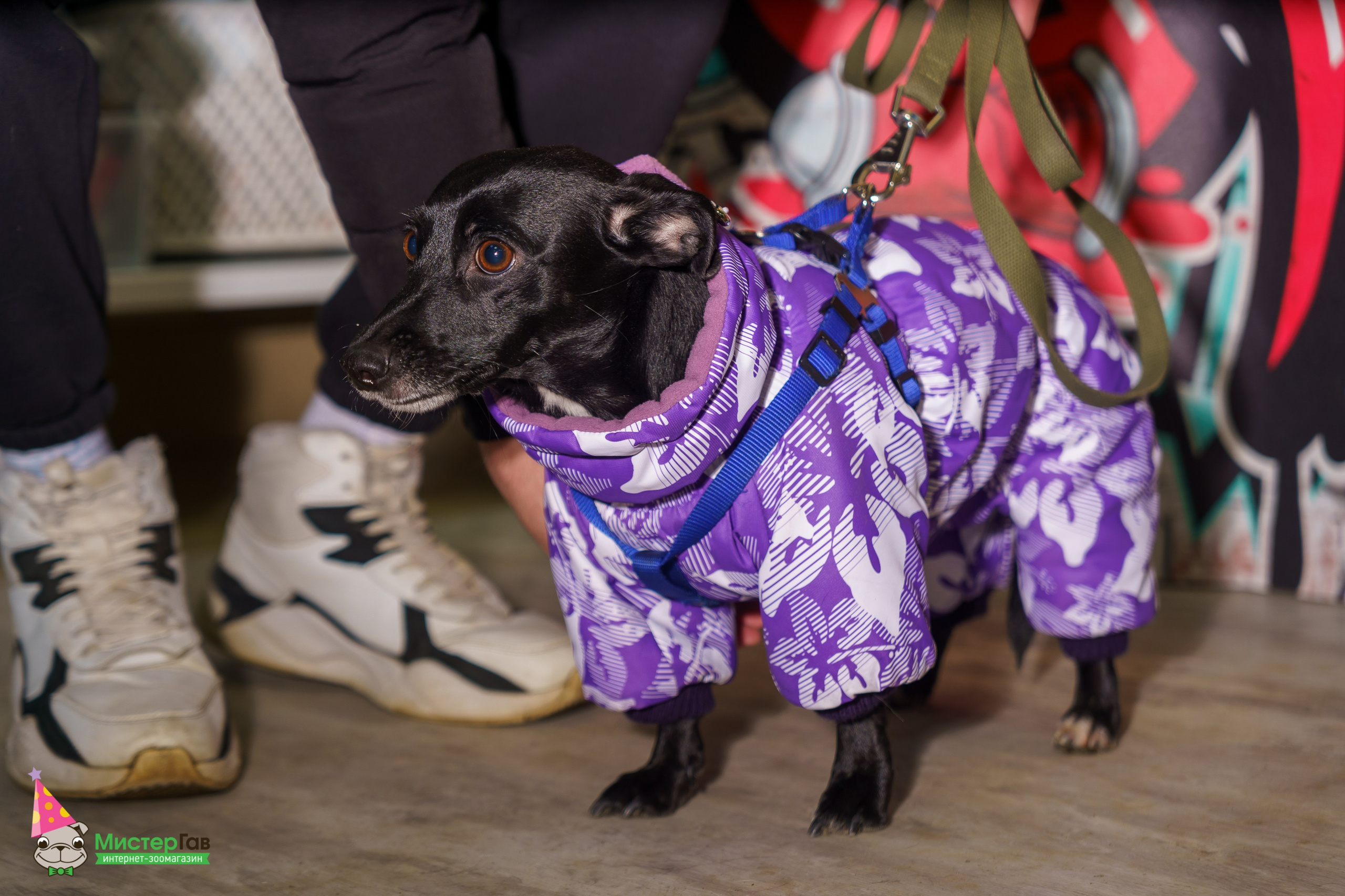 Мистер Гав -13 лет!. Фотограф Челябинск · Ольга Серебрякова