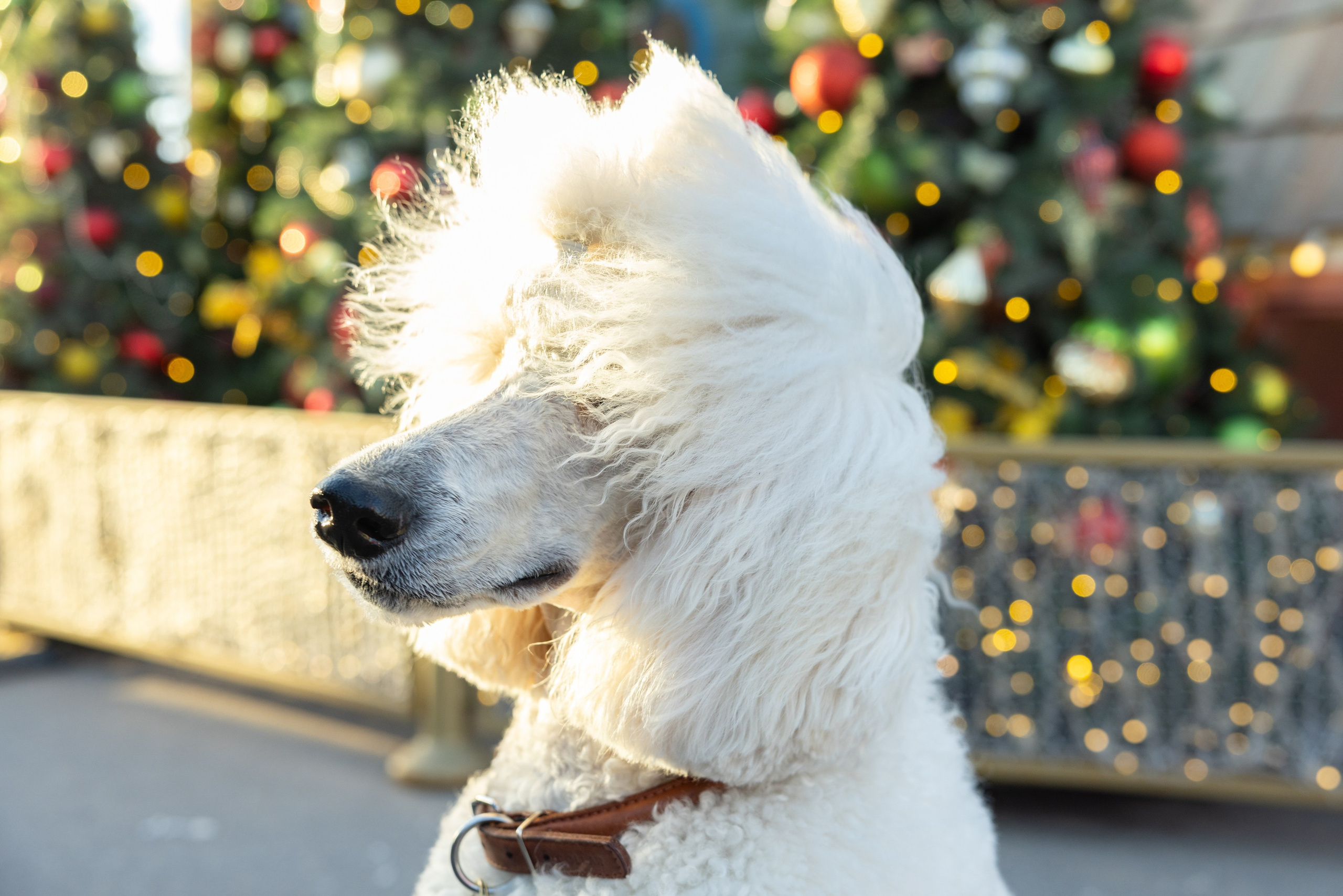 Клуб грумеров (прогулка и семинары). Виктория Зудина — фотограф в Москве