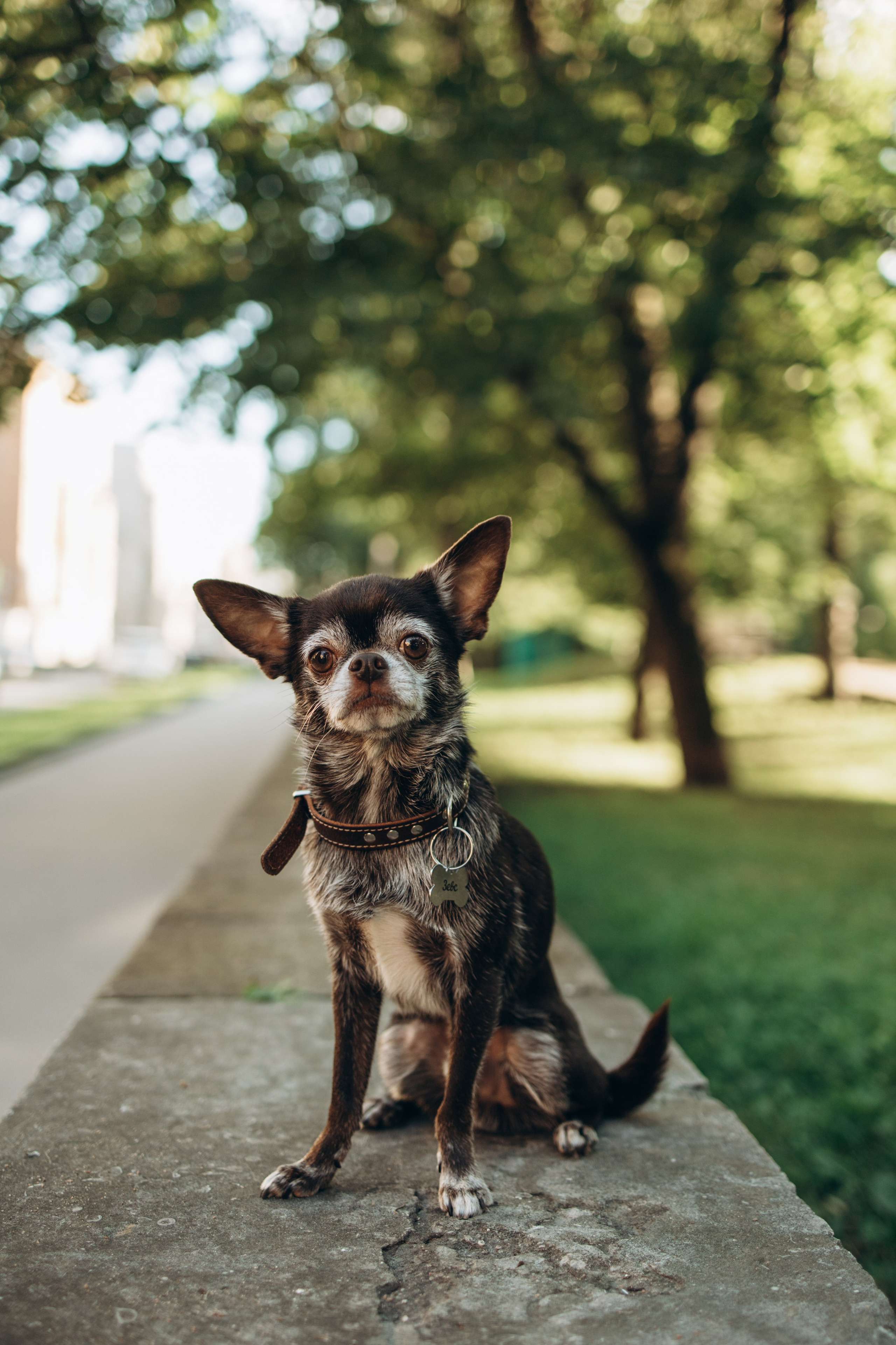 Даша и ее мальчики. Фотограф — Анималист | Санкт-Петербург