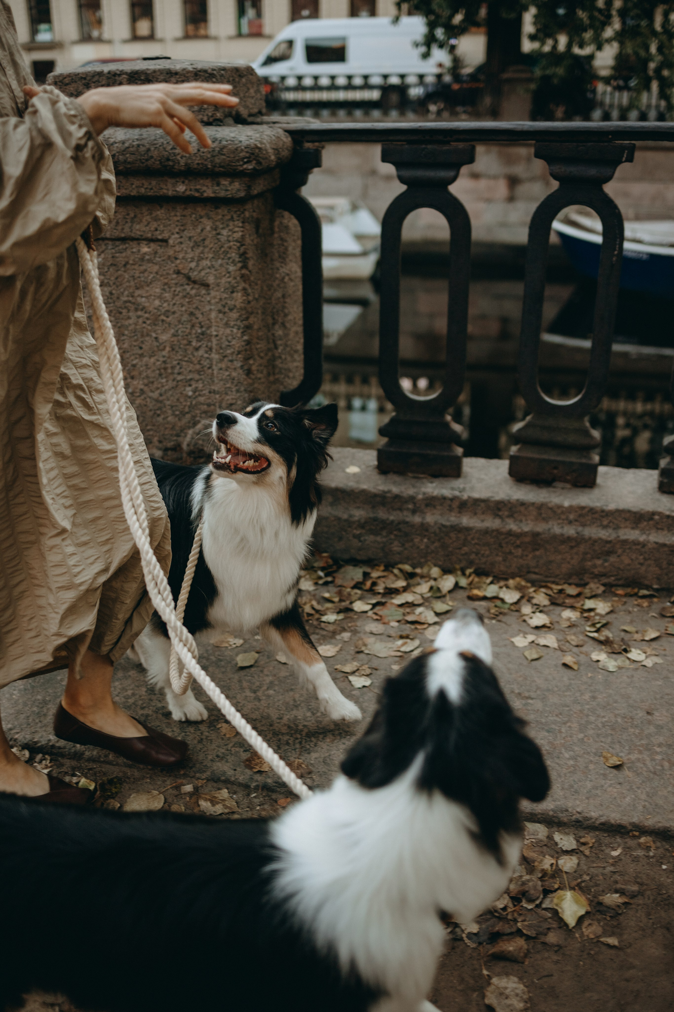 Катя и ее девочки. Фотограф — Анималист | Санкт-Петербург