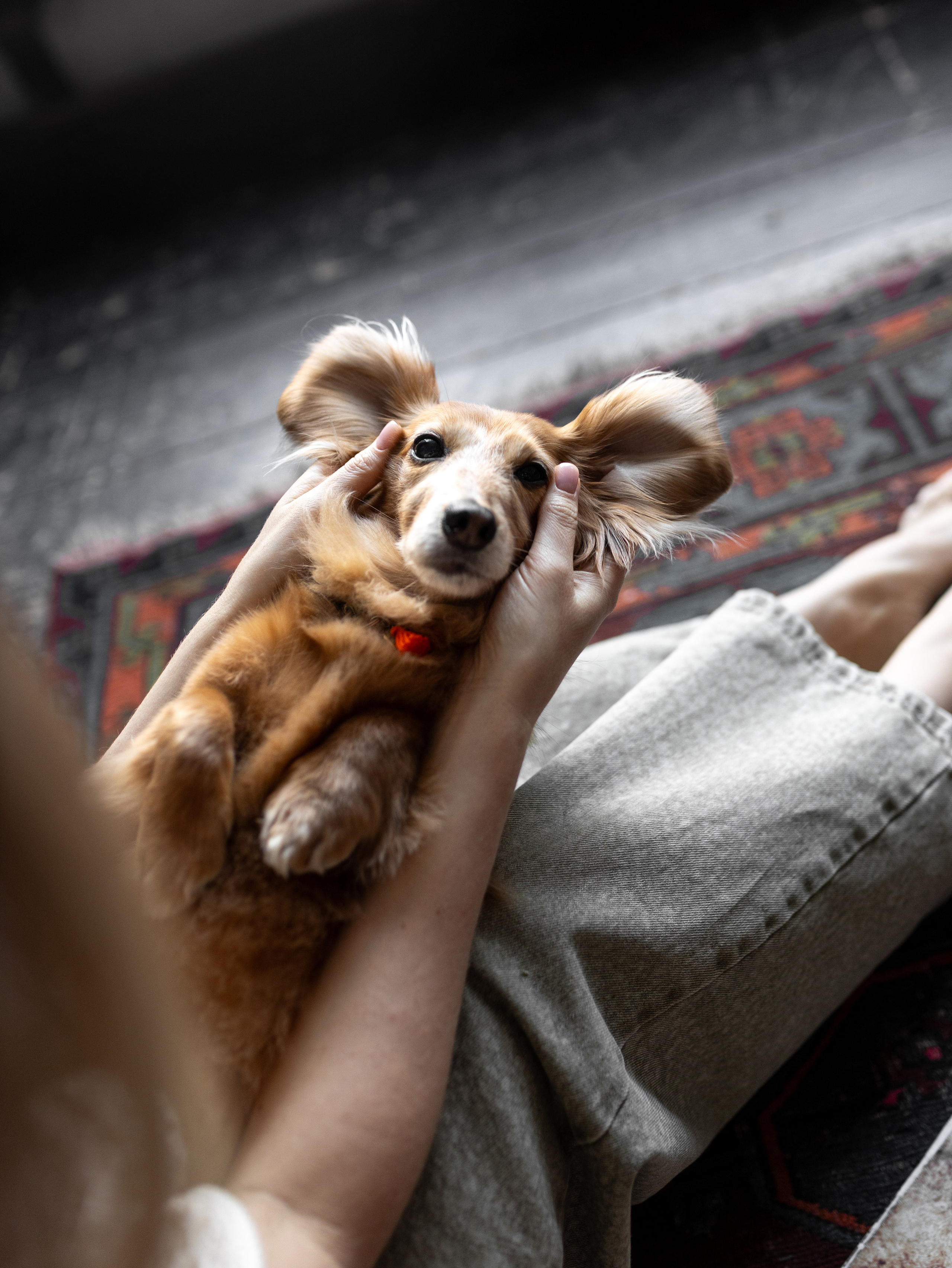 Лимон и Аня. Фотограф-анималист в Москве Кириллова Татьяна