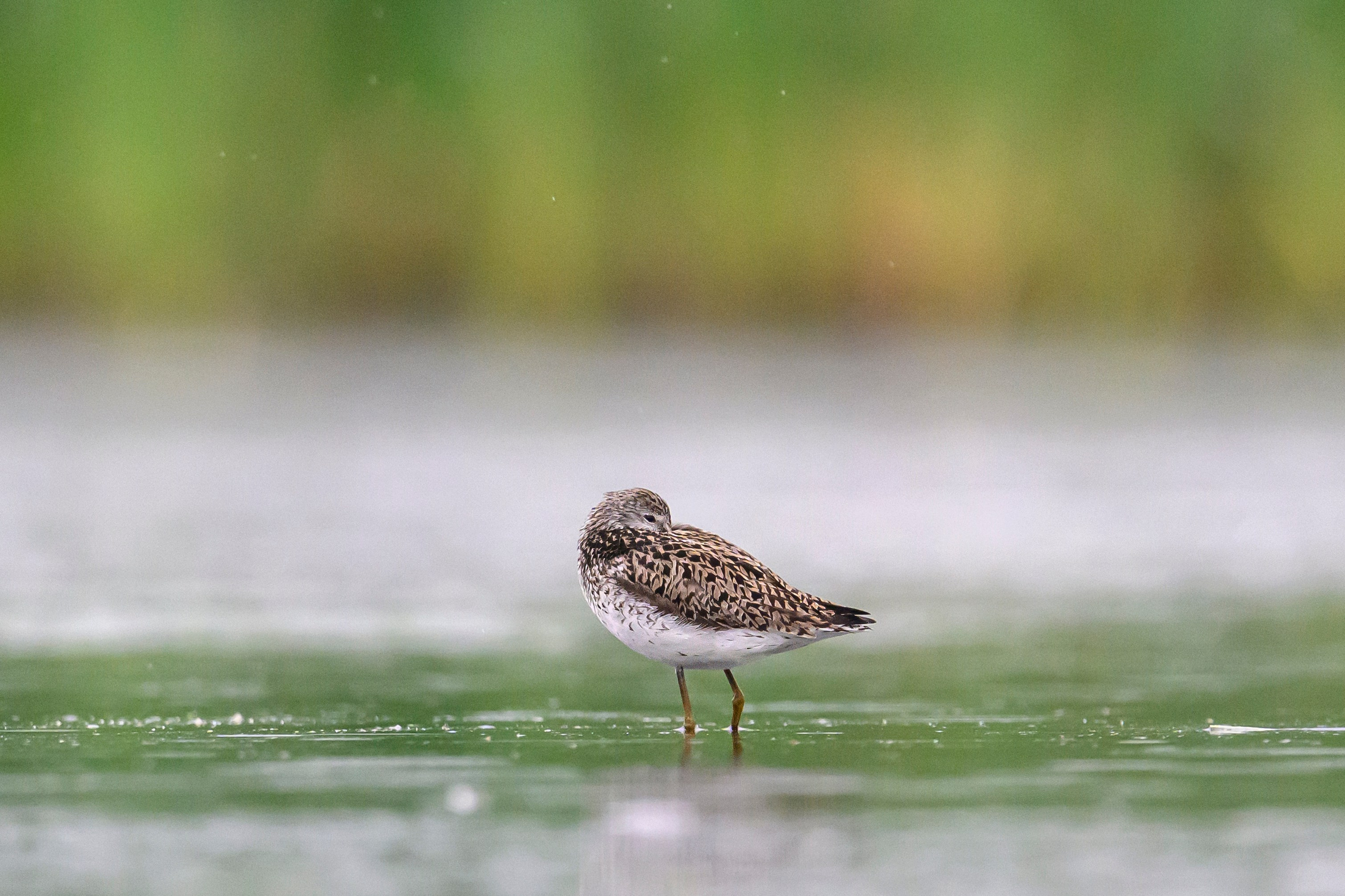 Кулики. Wildlife photography by Sergey Puponin