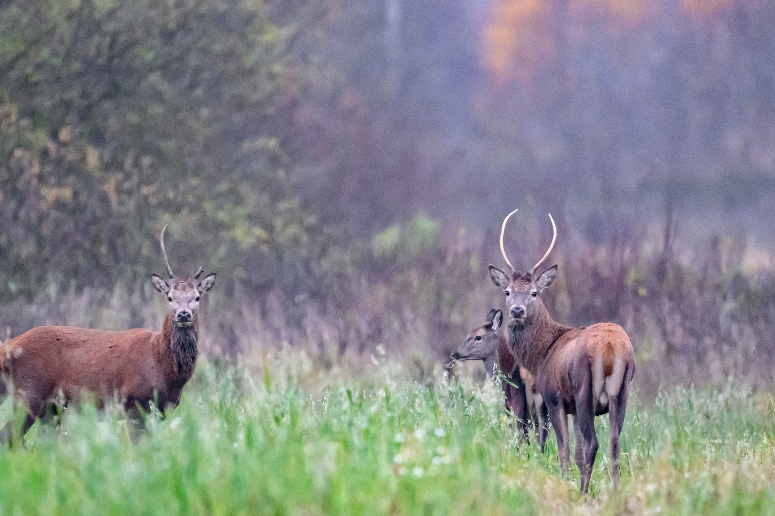 Олени III. Wildlife photography by Sergey Puponin