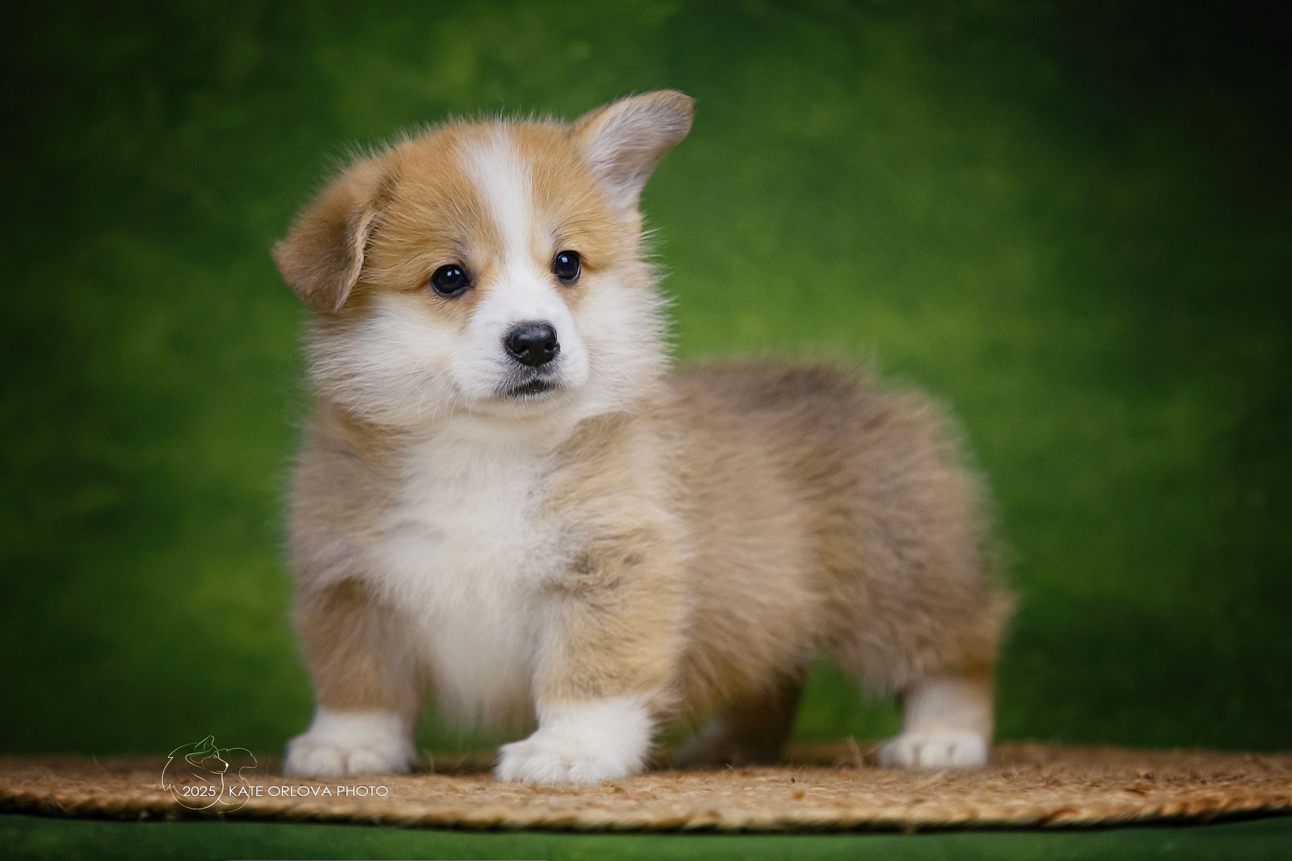 А — Кола и Цесей. Kawaii Kuma питомник собак пород Корги пемброк, Акита ину, Сиба