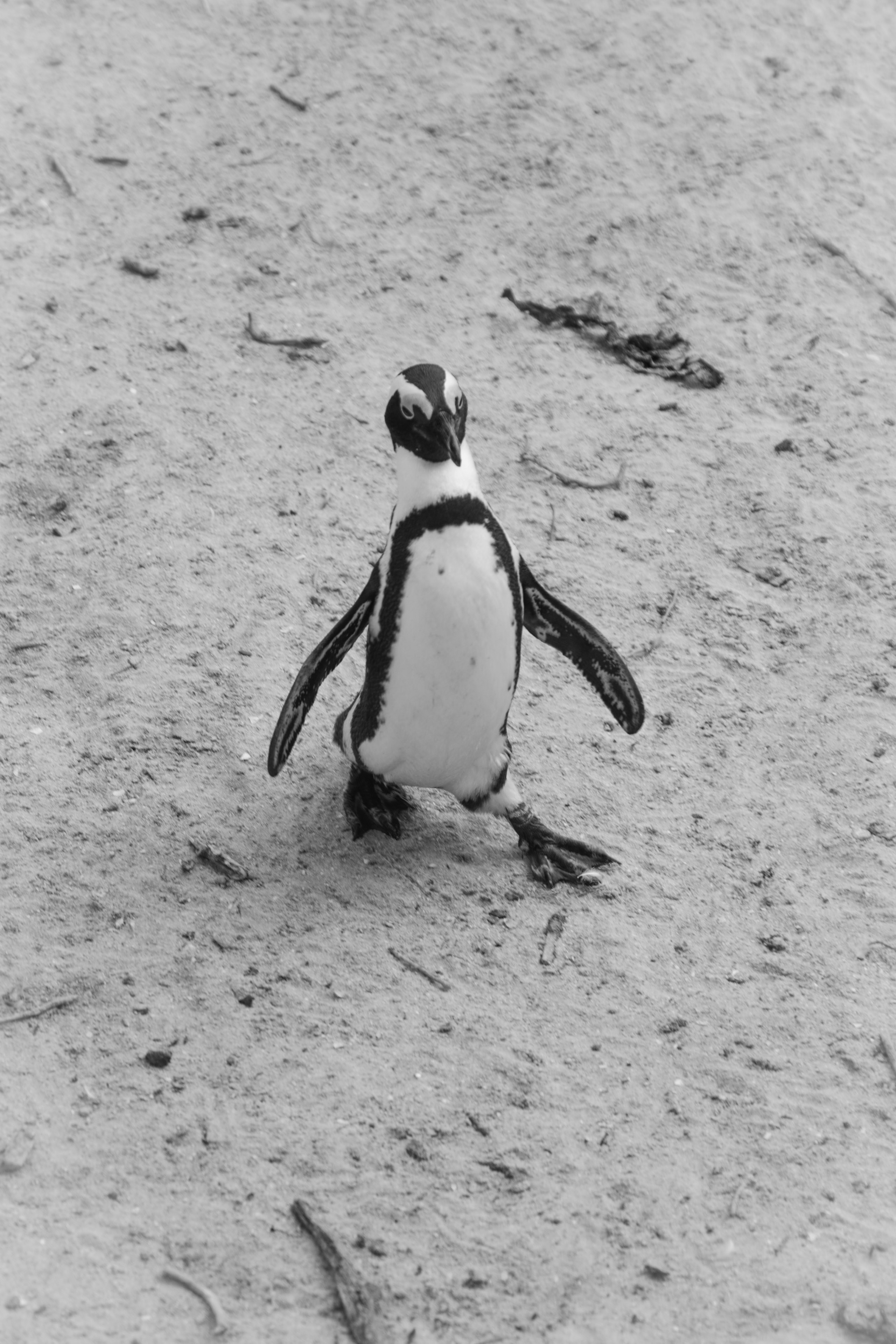 Africa/UAR. @oljiofilm: Олег Иванов — фотограф