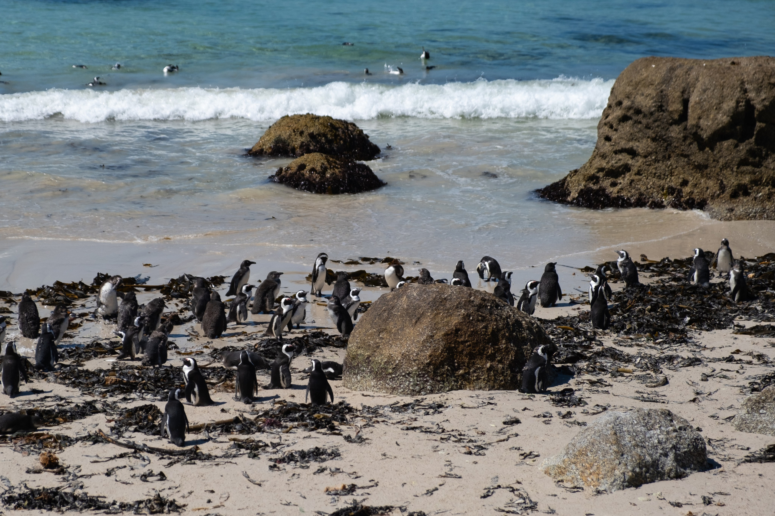 Пингвины и другие. Фотографии из путешествий