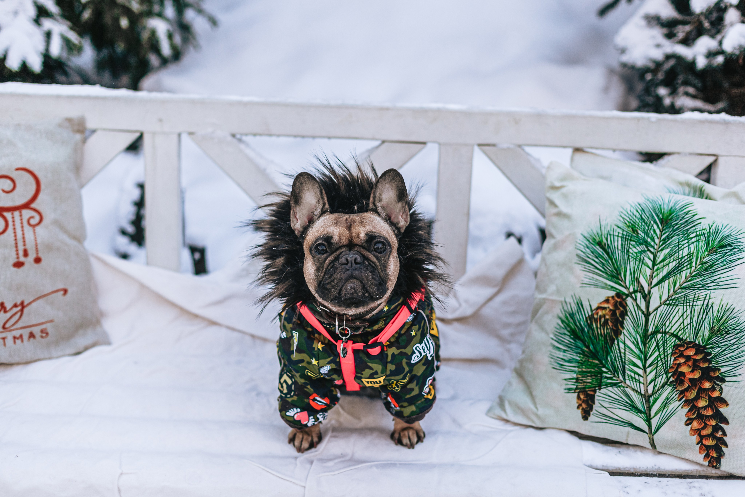 Зингер дача. Фотограф-анималист Татьяна Степанова
