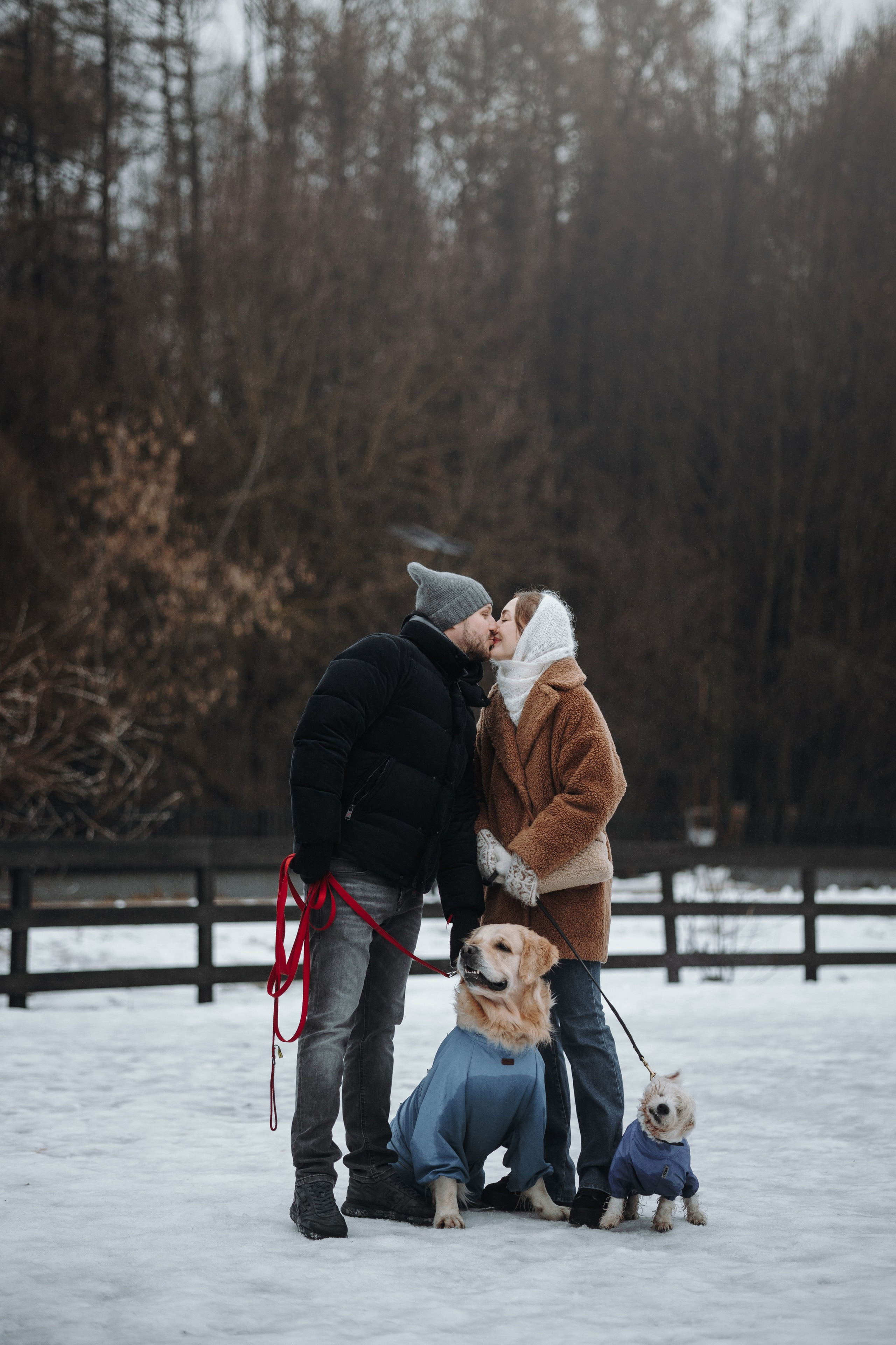 Шелби, Ватсон и ребята. Фотограф — Анималист | Санкт-Петербург