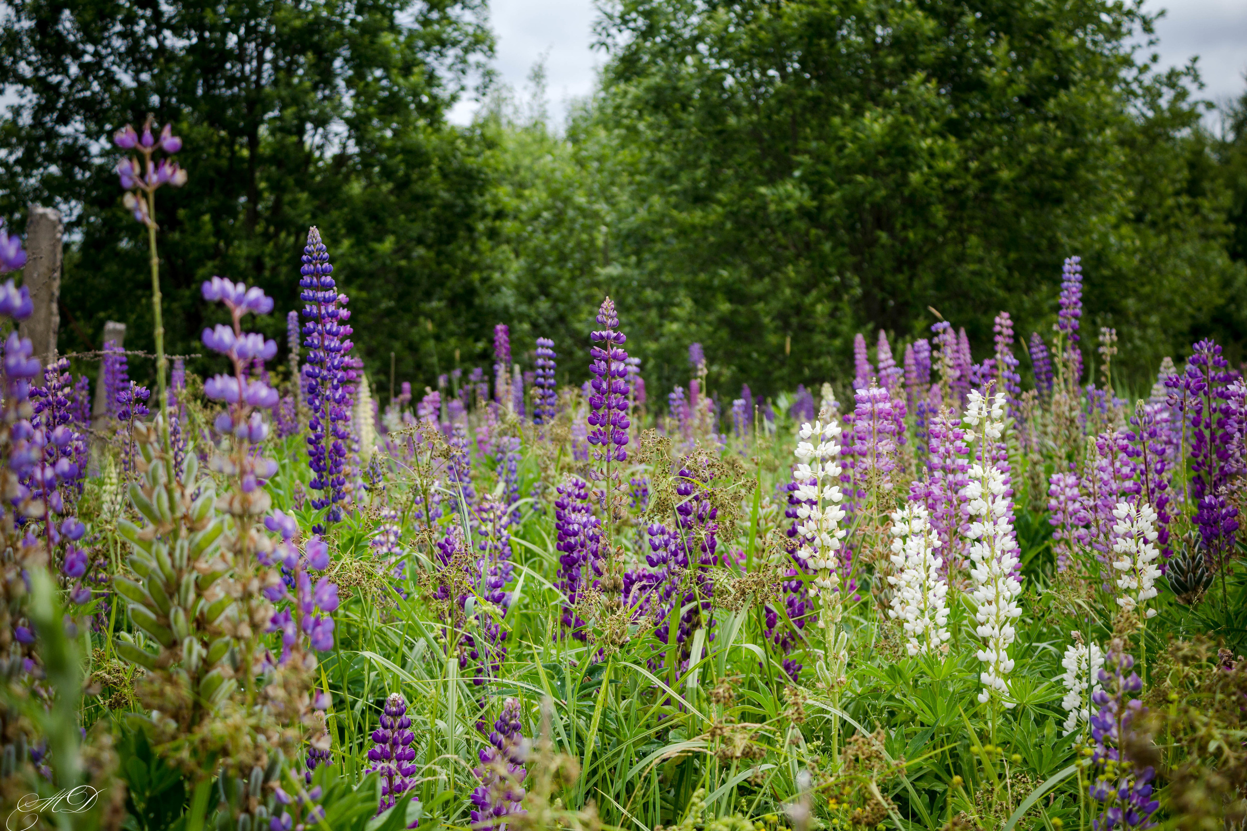 Михаил Дёгтев - фотограф