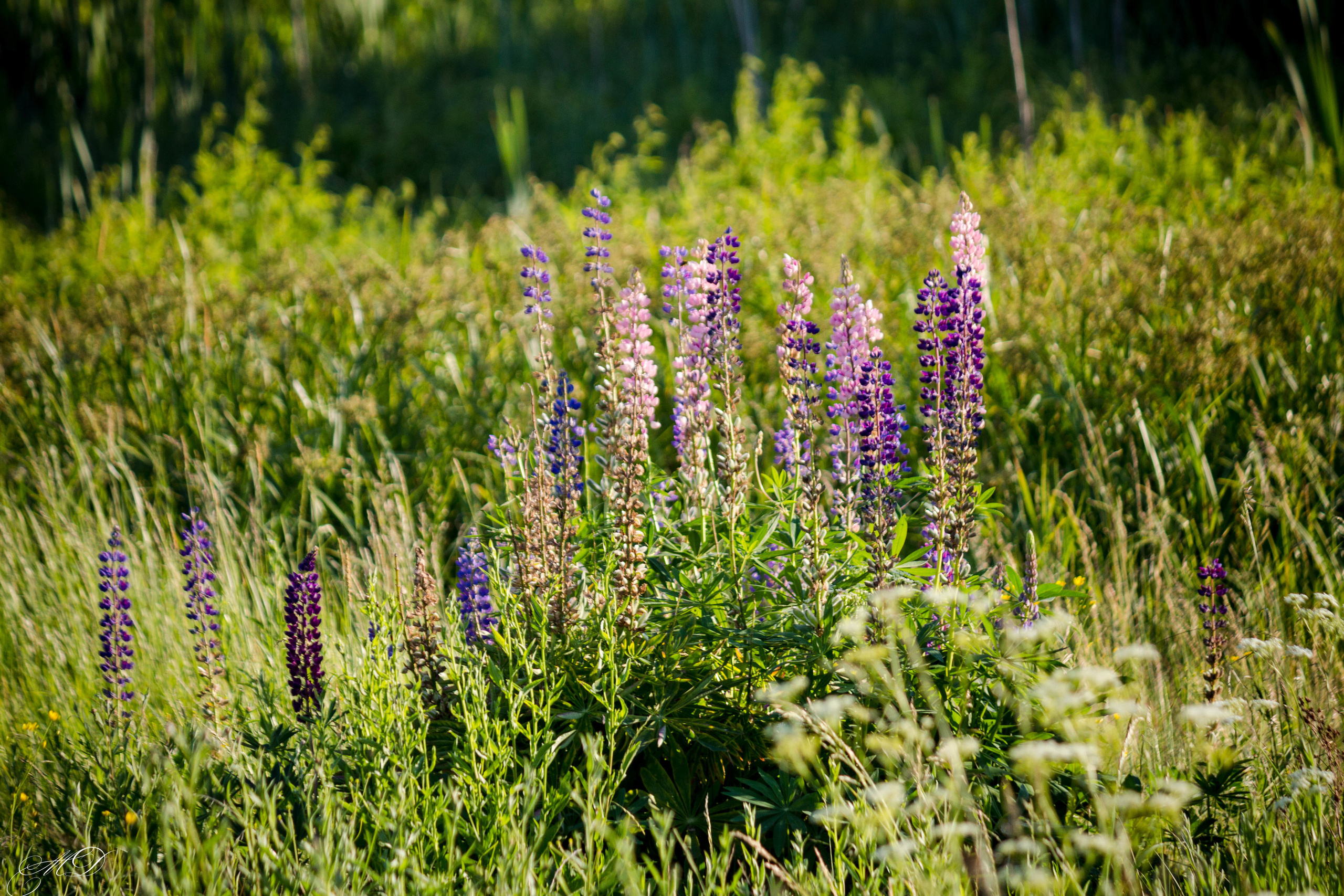 Михаил Дёгтев - фотограф
