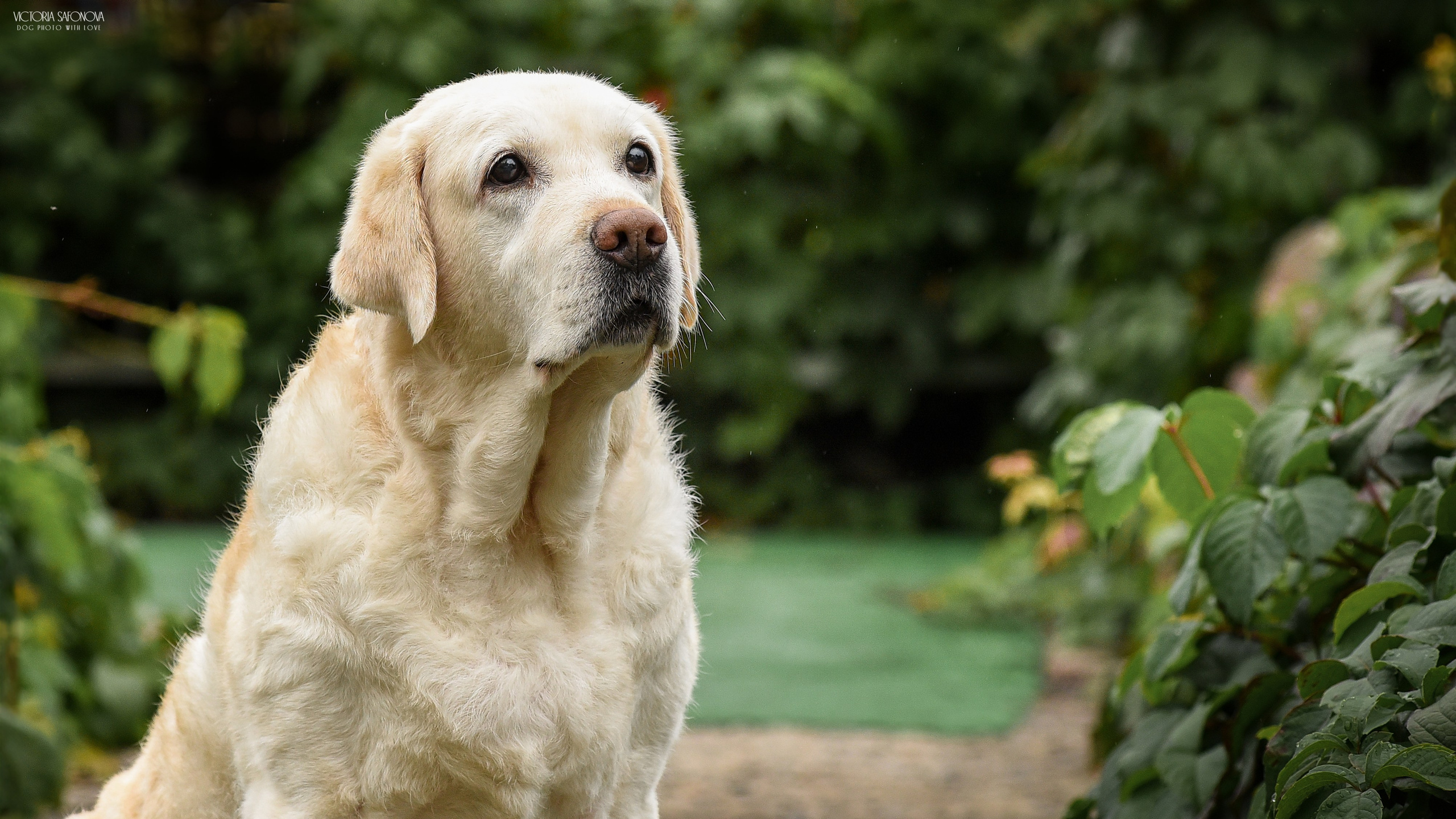 Фотограф анималист Благовещенск. Сафонова Виктория