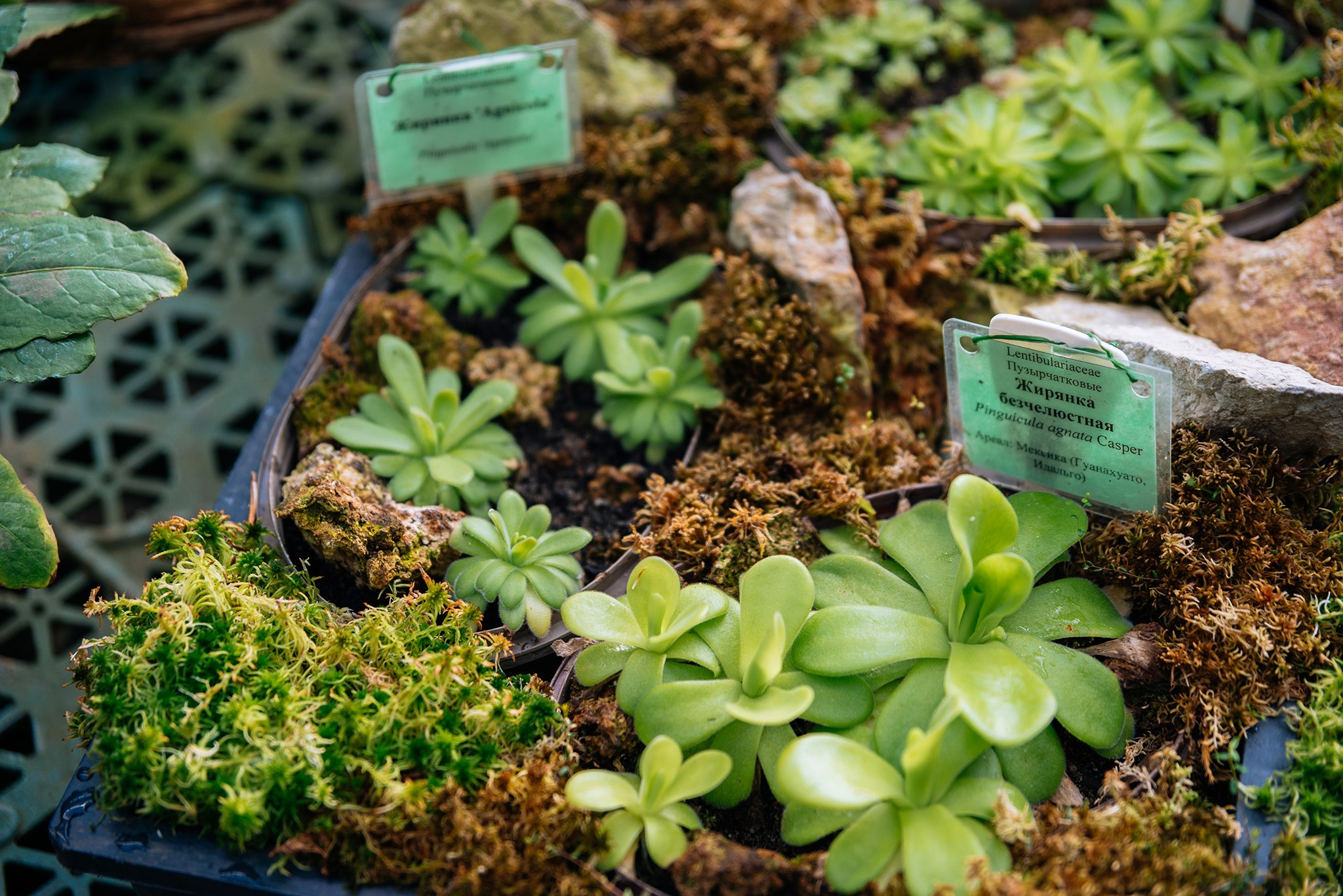 Ботанический сад. Субтропический маршрут. Март 26. Репортажный фотограф в Санкт-Петербурге Анастасия Клёпова