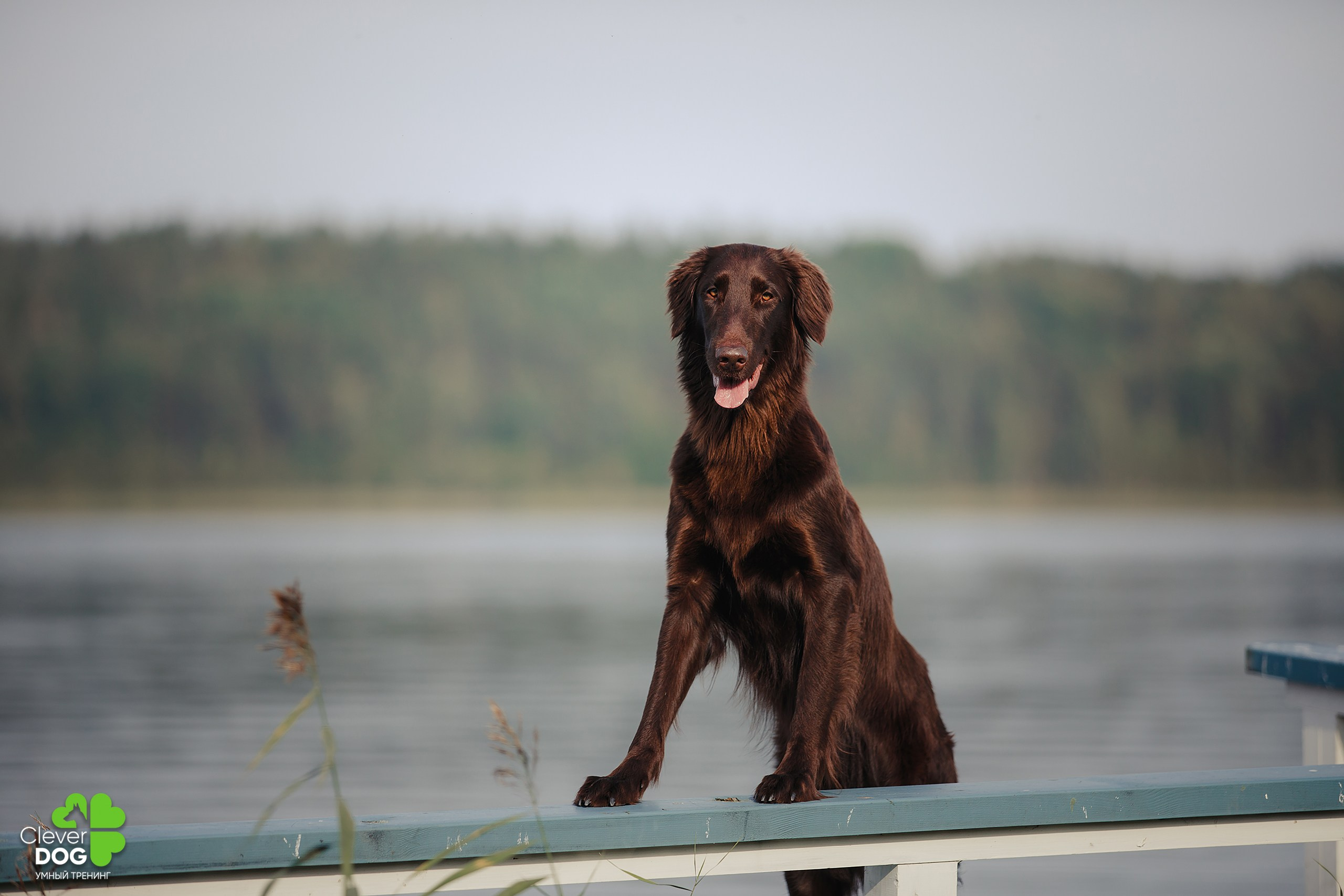 Кинологический лагерь CleverDog, 2024. Фотограф-анималист Mary Mart — Москва, Питер