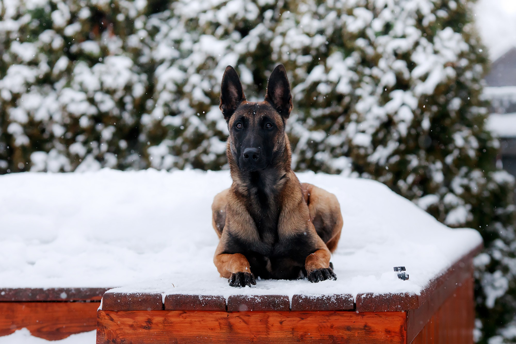 Зимние портреты. Фотограф-анималист Mary Mart — Москва, Питер