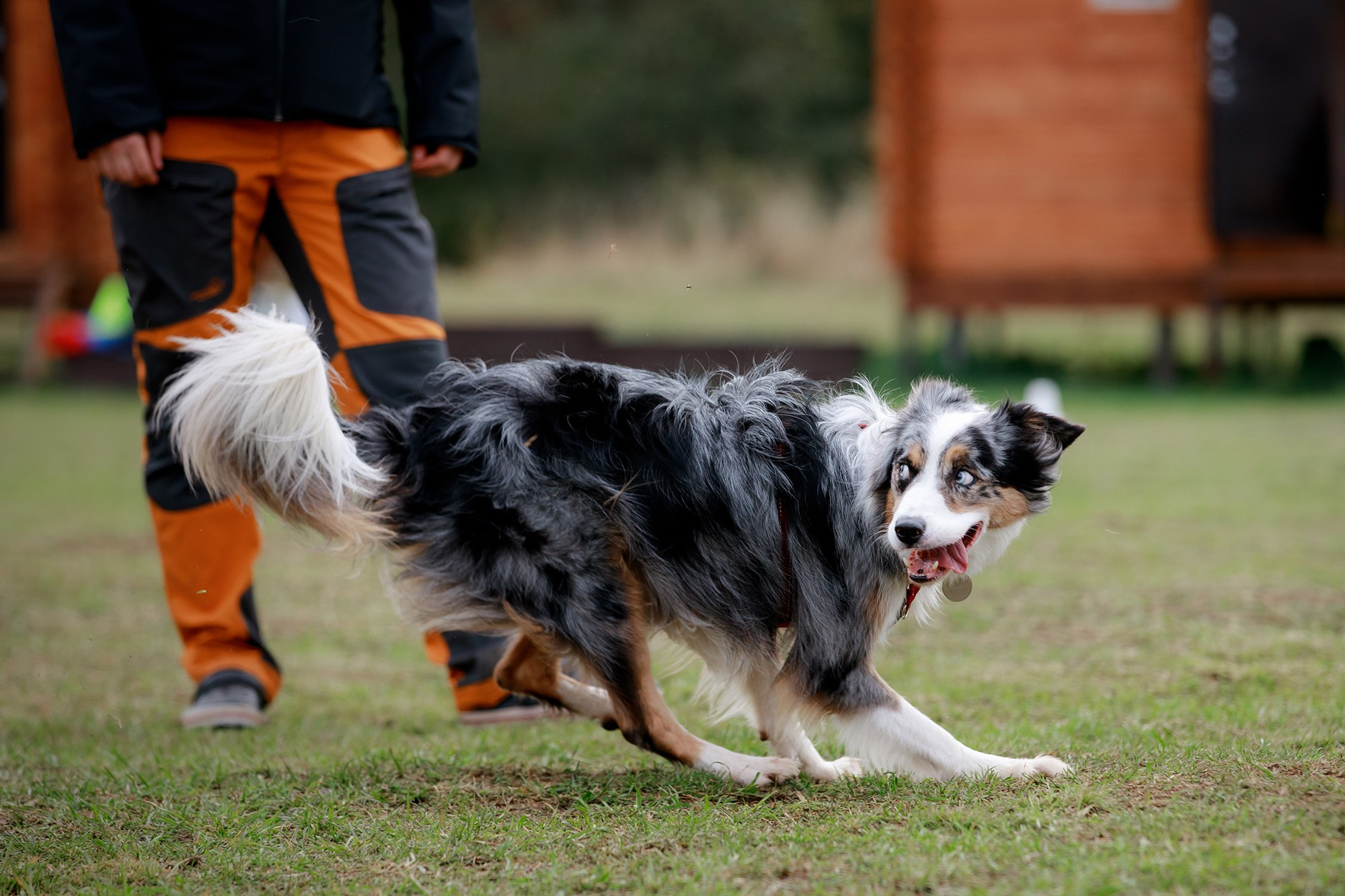 Лагерь по ОБД с Инной Баженовой. Фотограф-анималист Mary Mart — Москва, Питер