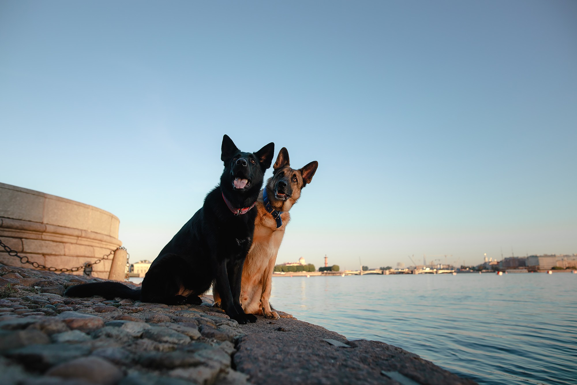 Алена, Кай и Мара. Фотограф-анималист Mary Mart — Москва, Питер