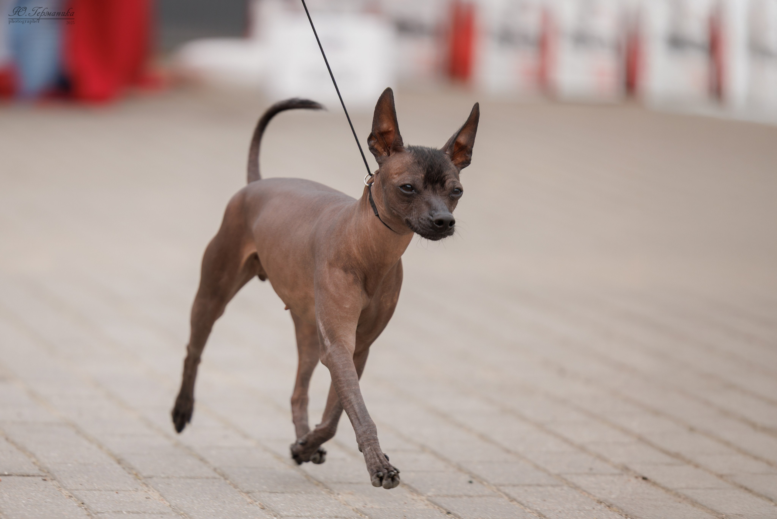 Калининград 25-27.07 Волгоград 1-3.08 2025. Фотограф-анималист Юлия Германика