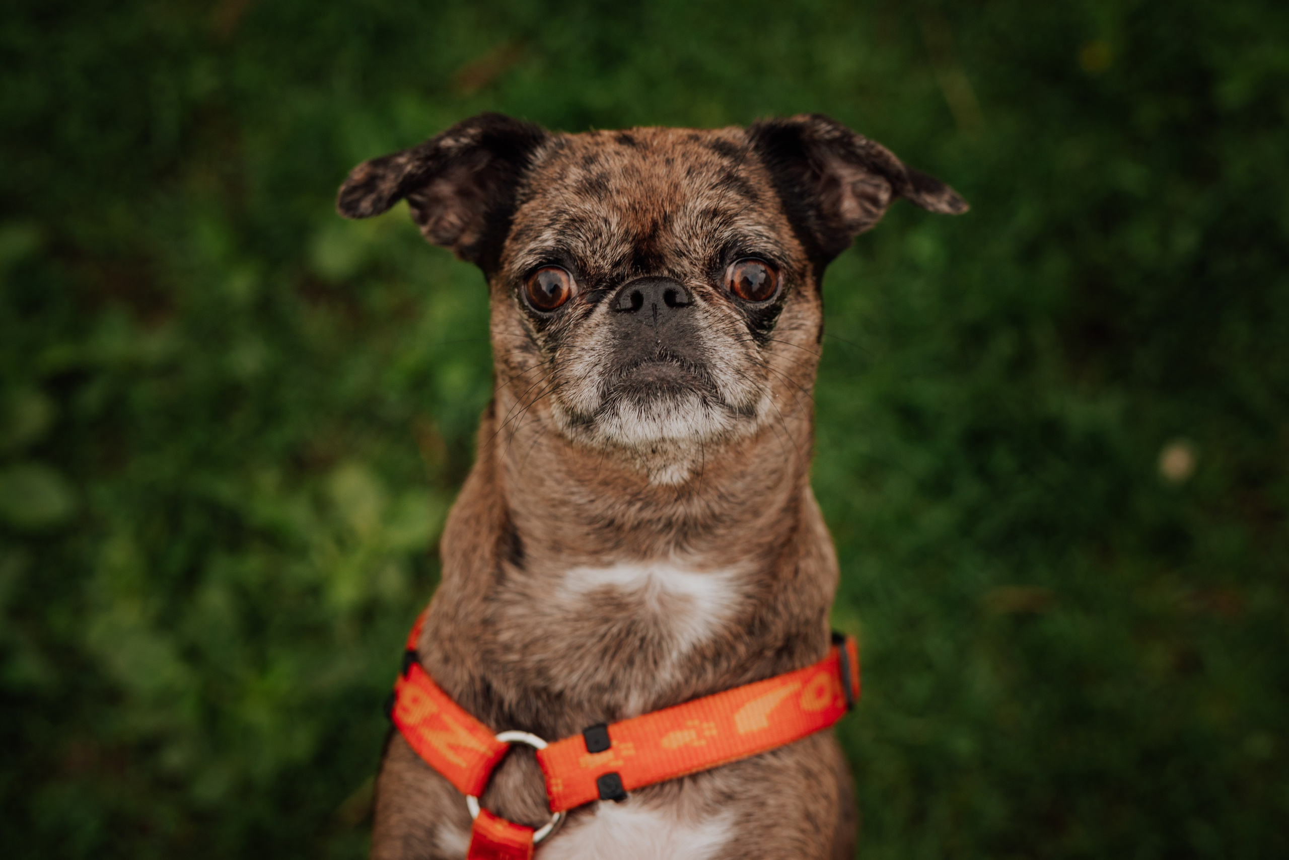 Животные. Фотограф в Санкт-Петербурге и Ленинградской области