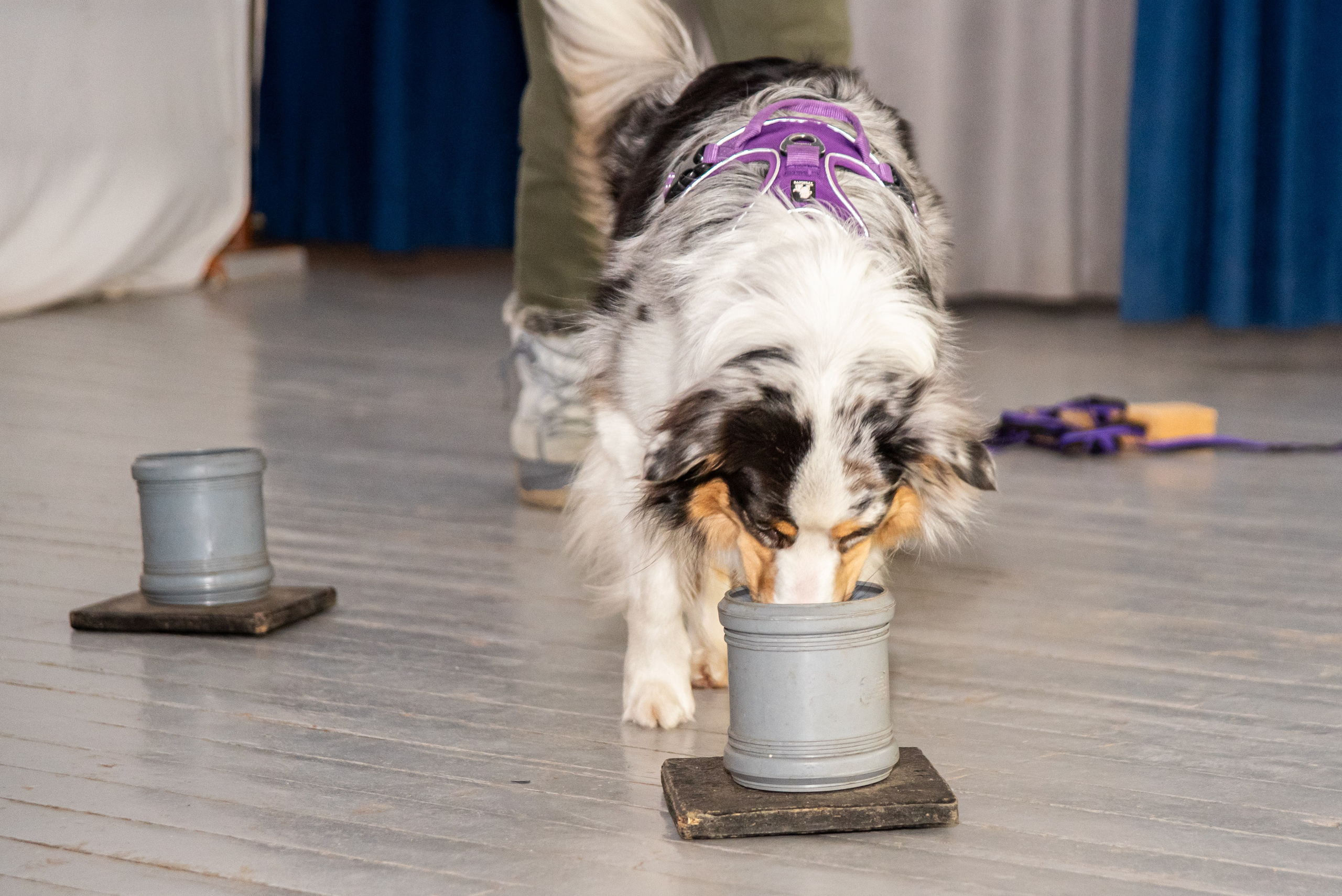 Фотосъёмка с собаками в Кинологическом лагере. Фотограф Макс Огурцов в Нижнем Новгороде