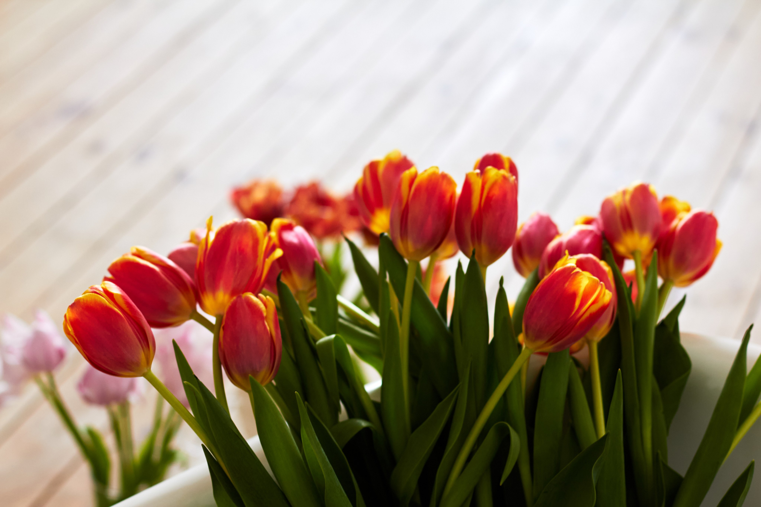 Олеся. Фотограф Москва Дылыкова Долгар