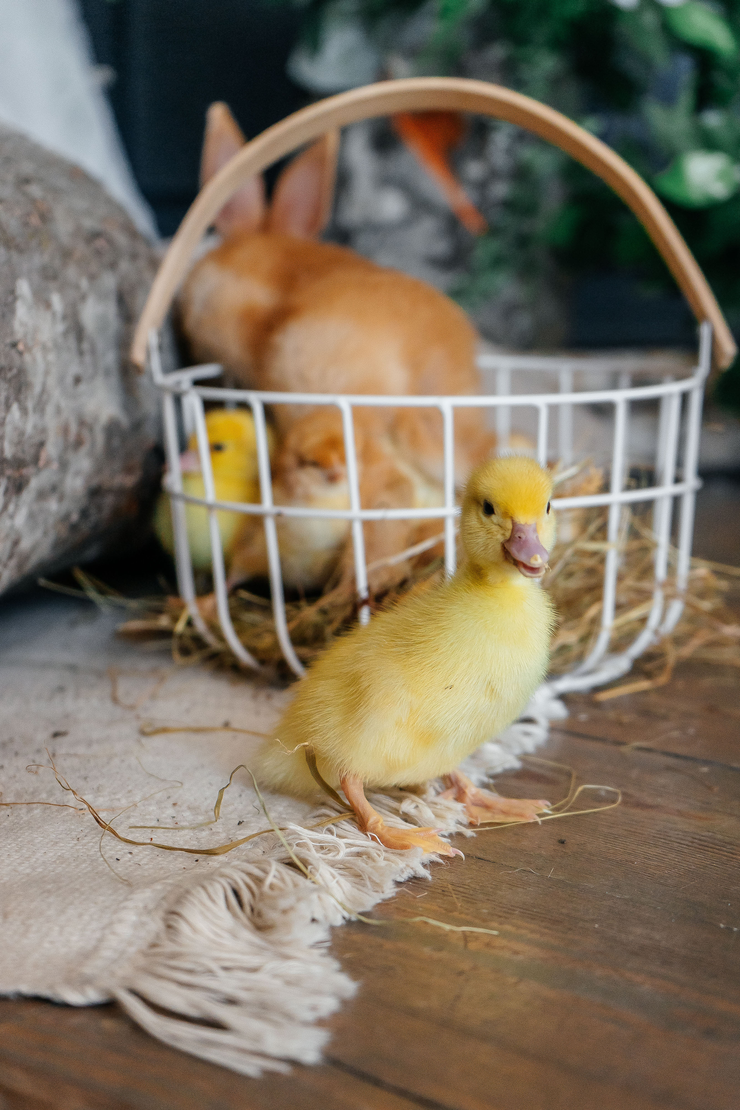 Агата. Свадебный и семейный фотограф во Владивостоке Александра Глускер