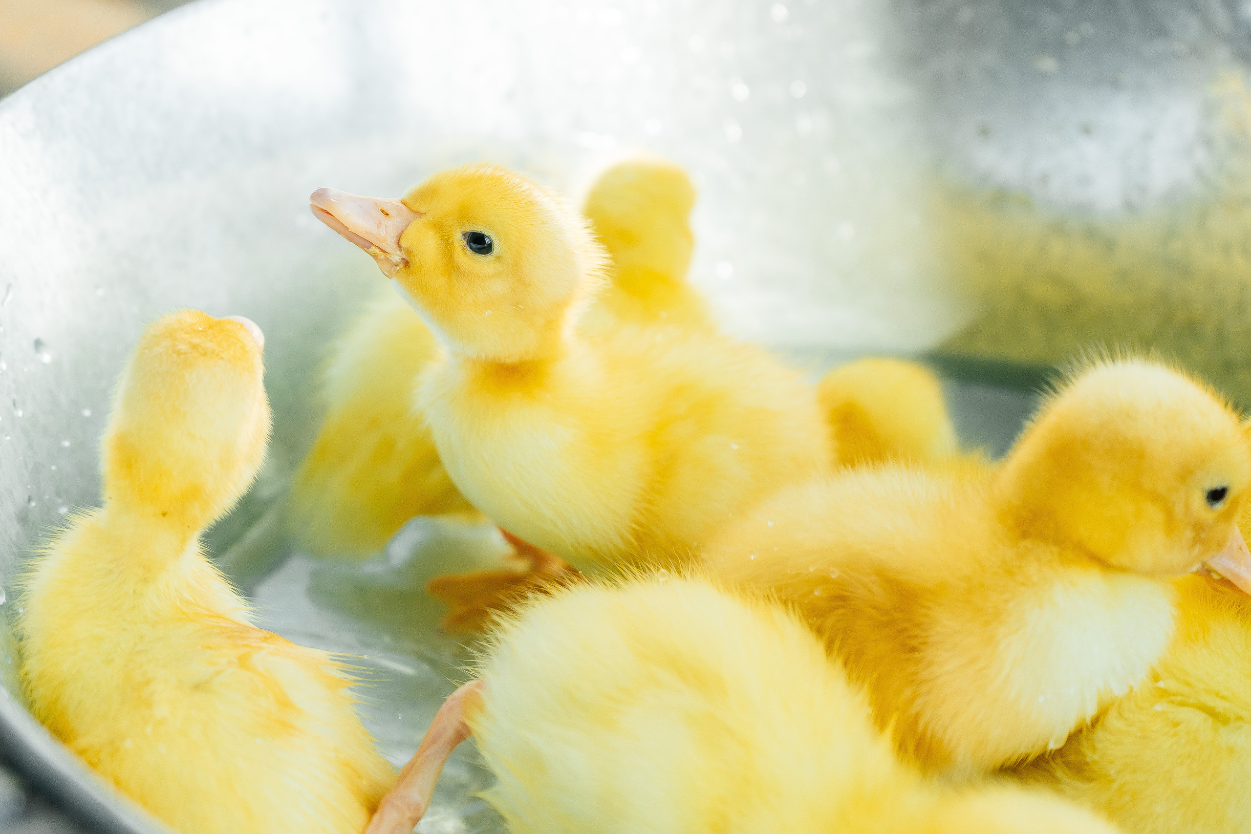 Юля и Дима. Свадебный и семейный фотограф во Владивостоке Александра Глускер